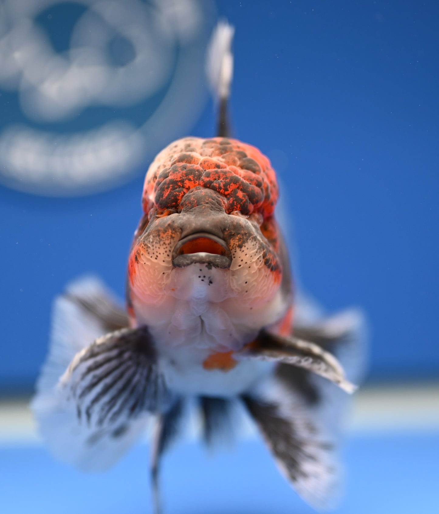 Kirin Rose Tail Oranda 4.5 - 5 inches (1201_OR09) - Kaiju Goldfish USA