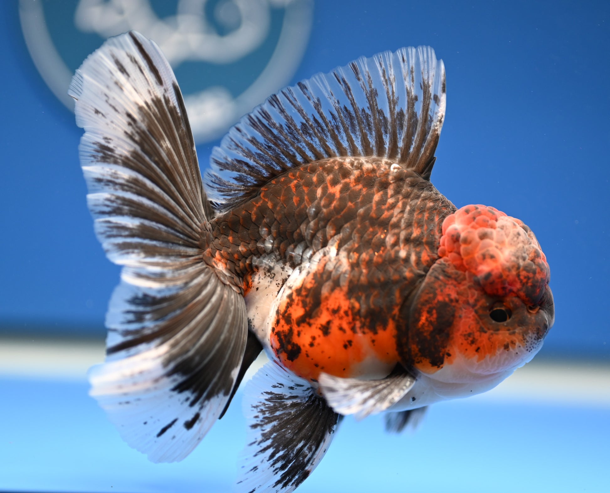 Kirin Rose Tail Oranda 4.5 - 5 inches (1201_OR09) - Kaiju Goldfish USA