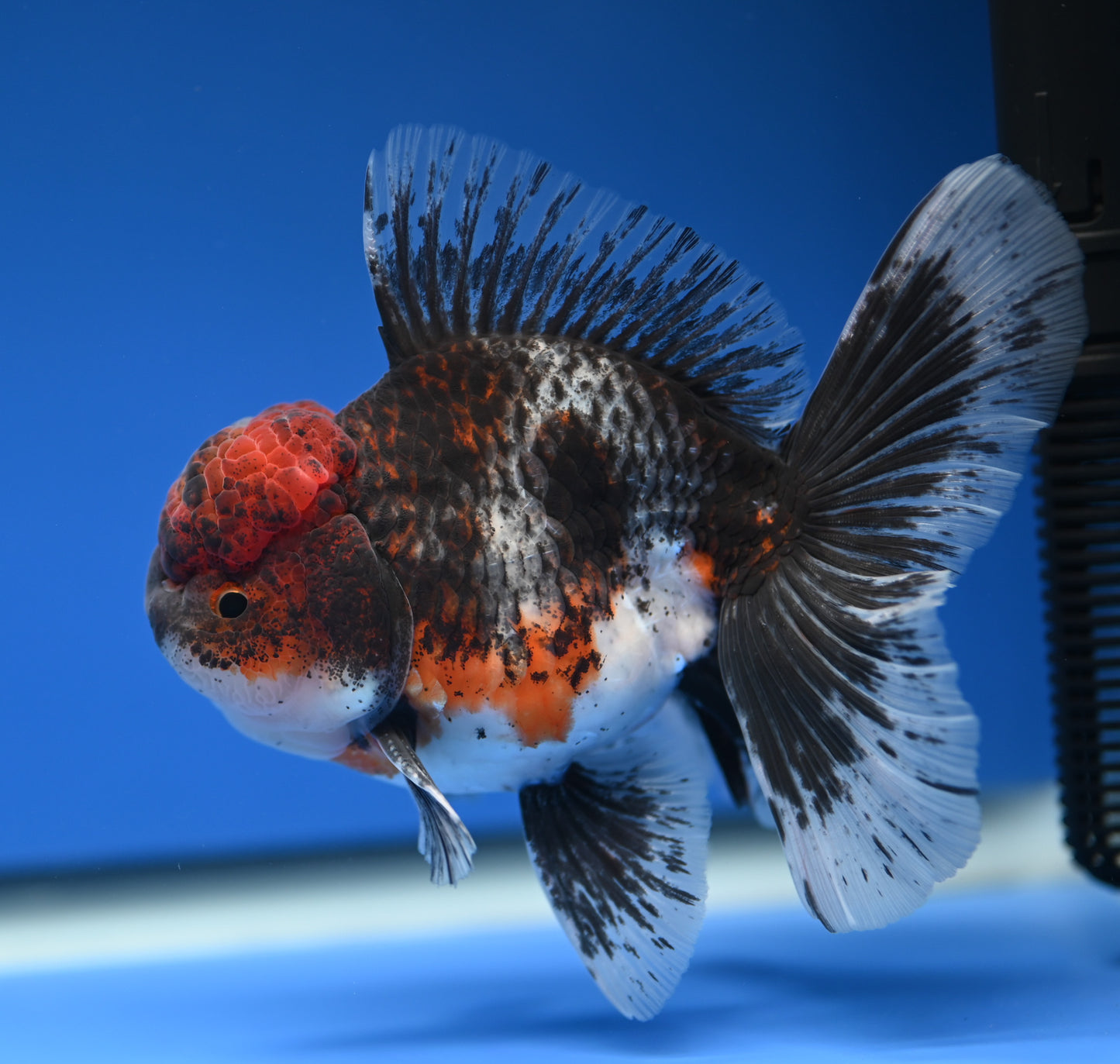 Kirin Rose Tail Oranda 4.5 - 5 inches (1201_OR09) - Kaiju Goldfish USA