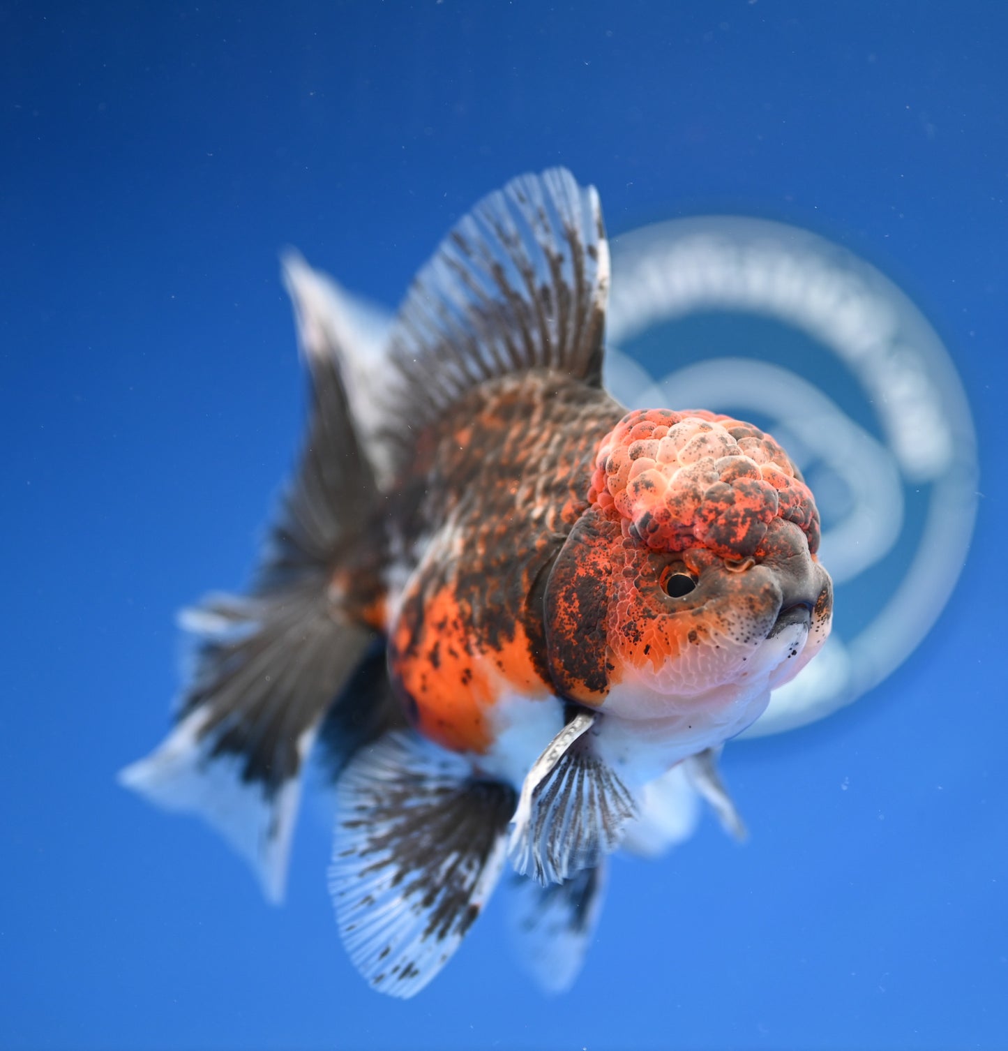 Kirin Rose Tail Oranda 4.5 - 5 inches (1201_OR09) - Kaiju Goldfish USA