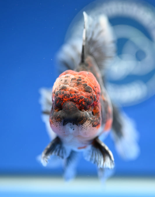 Kirin Rose Tail Oranda 4.5 - 5 inches (1201_OR09) - Kaiju Goldfish USA