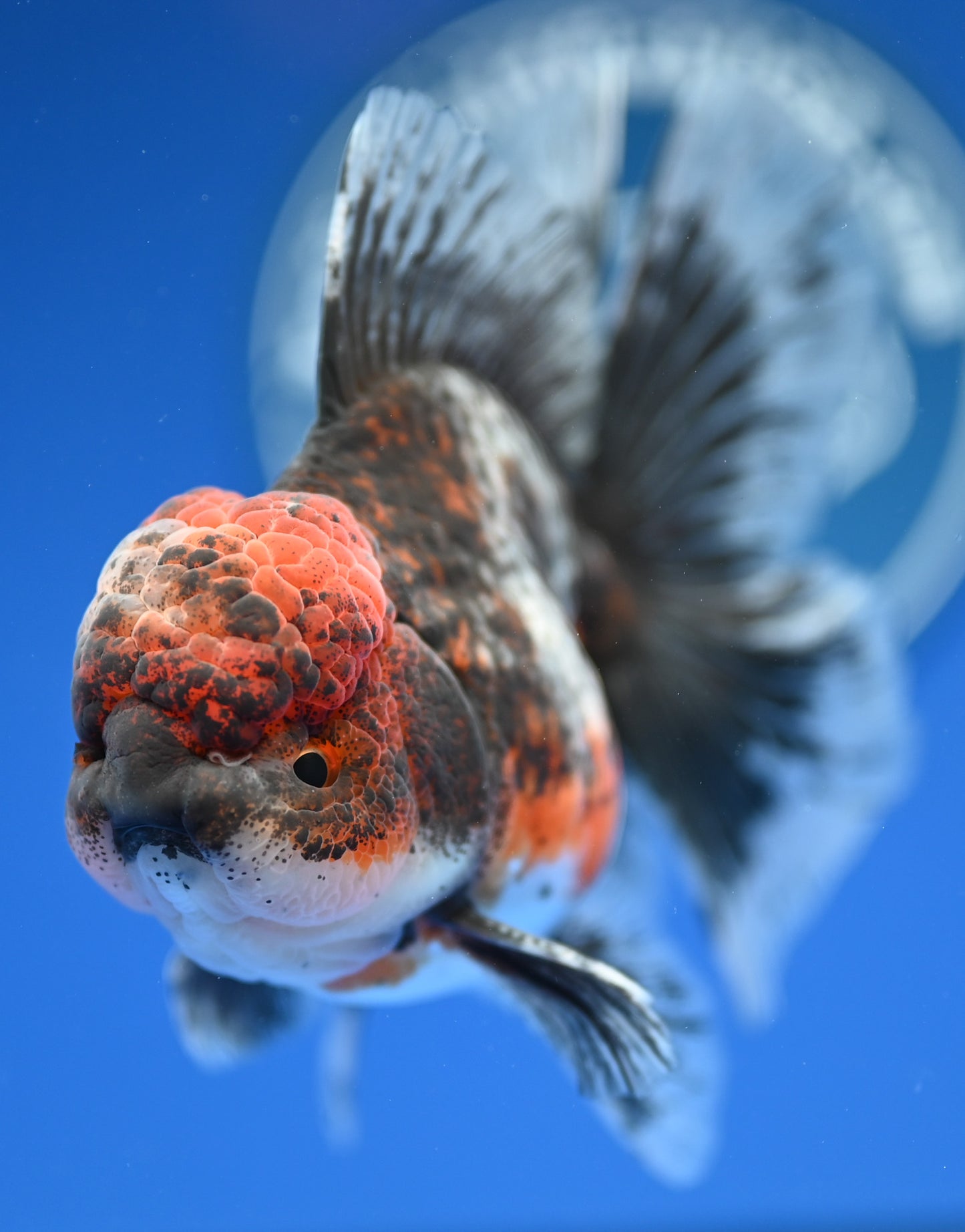 Kirin Rose Tail Oranda 4.5 - 5 inches (1201_OR09) - Kaiju Goldfish USA