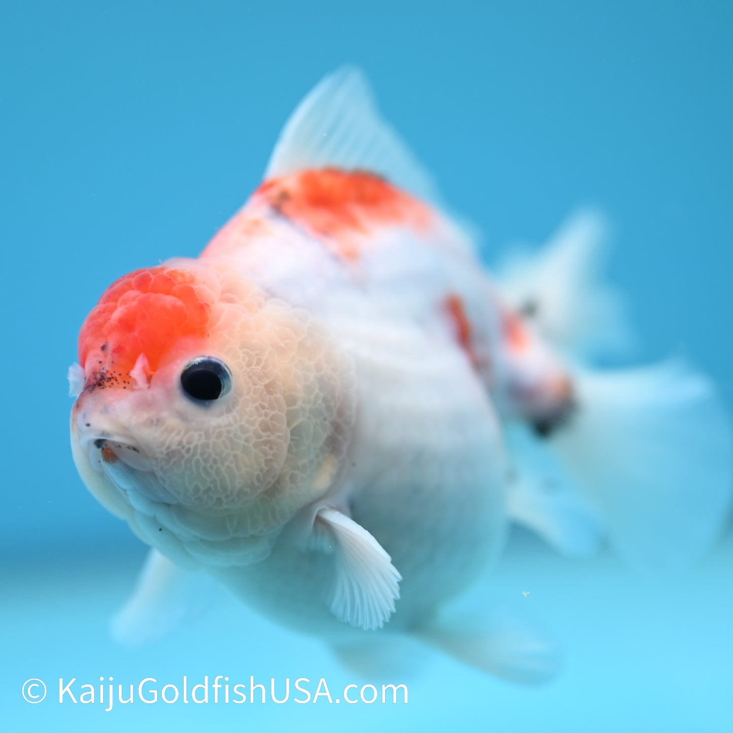 Tricolor Sakura YuanBao 3.5-4 inches (240209_OR02) - Kaiju Goldfish USA