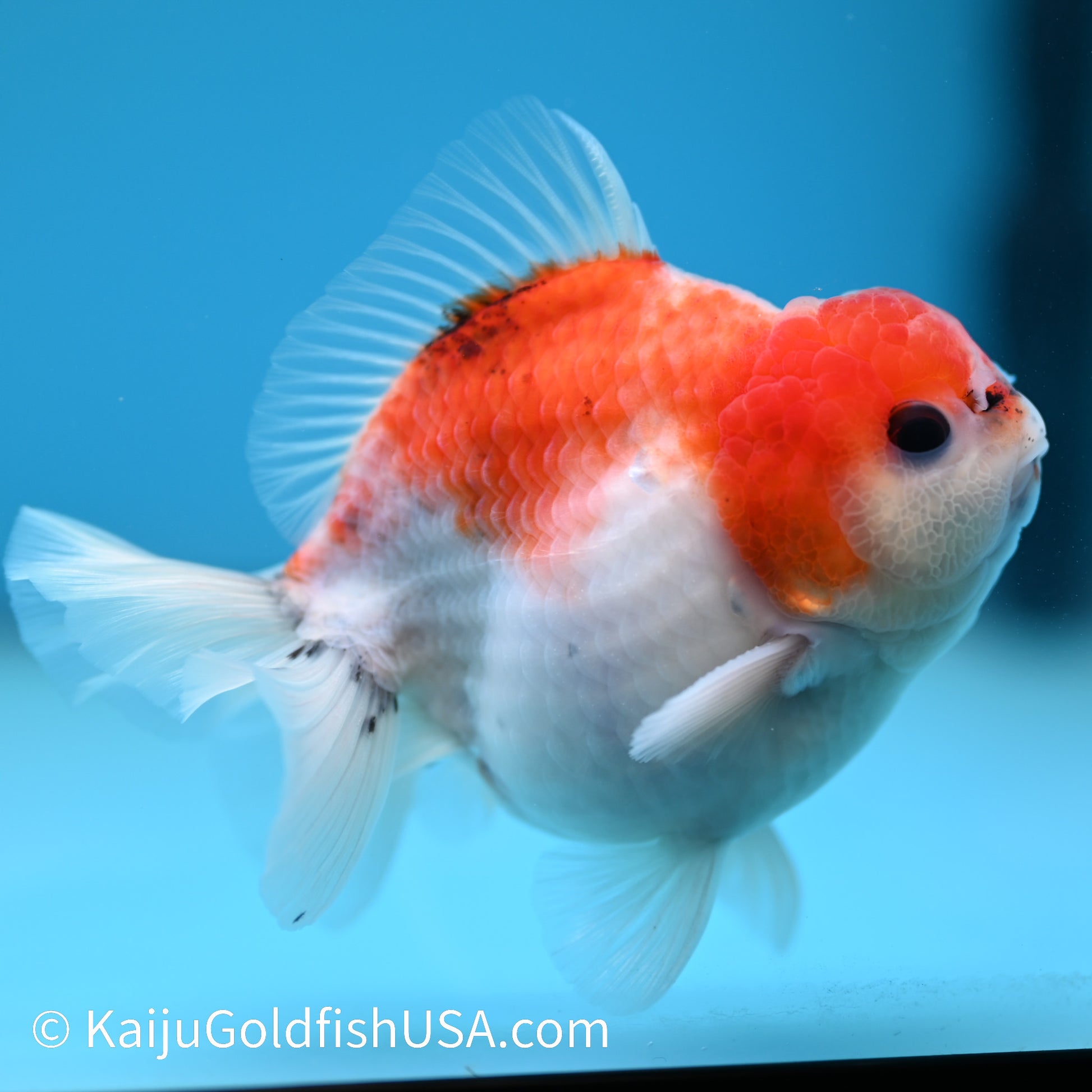 Tricolor Sakura YuanBao 3.5-4 inches (240209_OR02) - Kaiju Goldfish USA