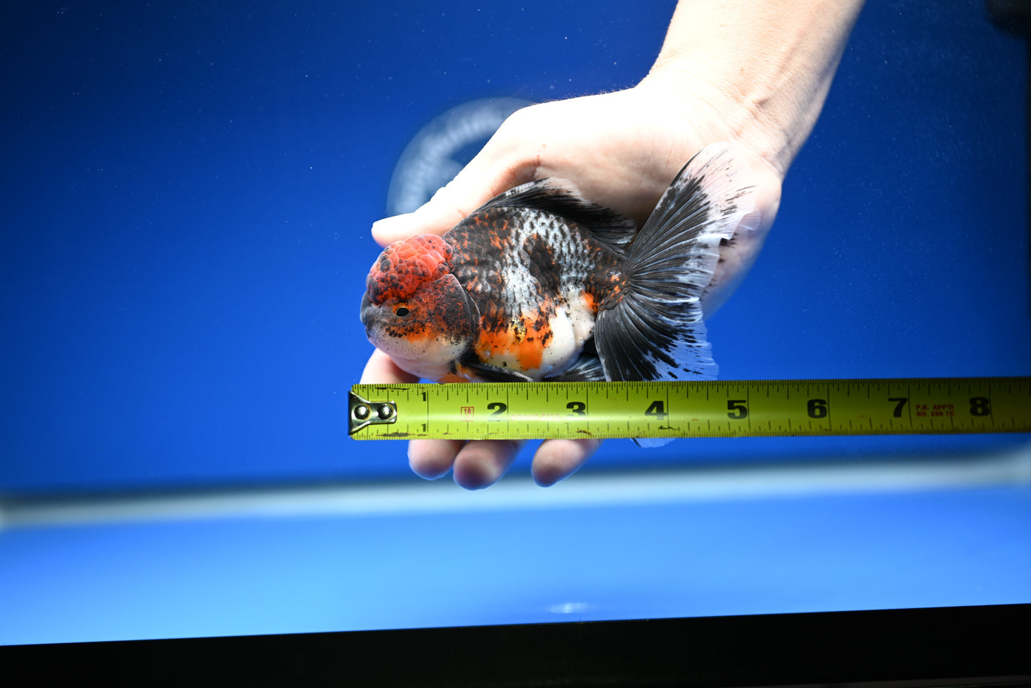 Kirin Rose Tail Oranda 4.5 - 5 inches (1201_OR09) - Kaiju Goldfish USA