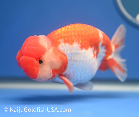 Red White Buffalo Ranchu 4.5 - 5 inches (1208_RC04) - Kaiju Goldfish USA