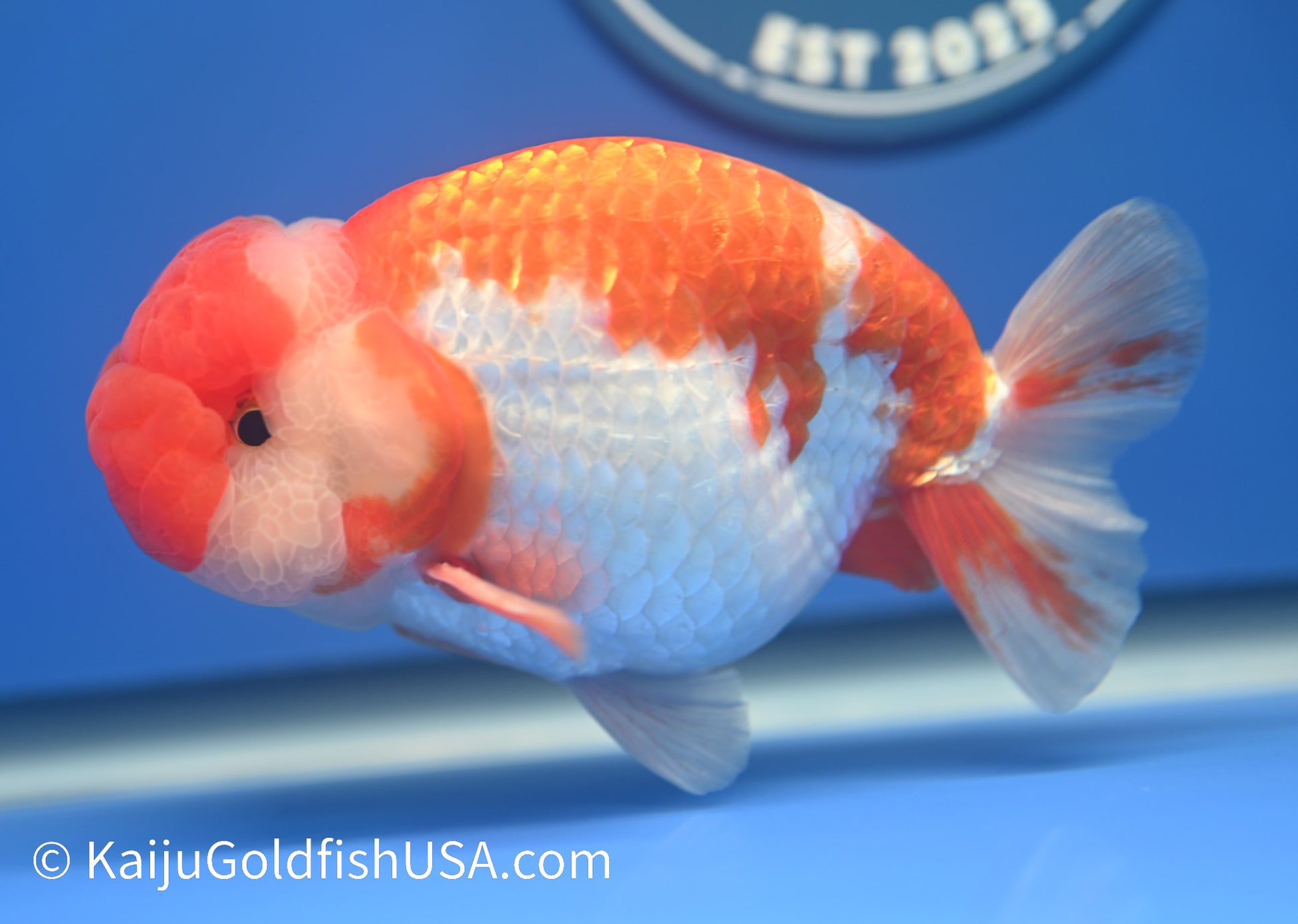 Red White Buffalo Ranchu 4.5 - 5 inches (1208_RC04) - Kaiju Goldfish USA