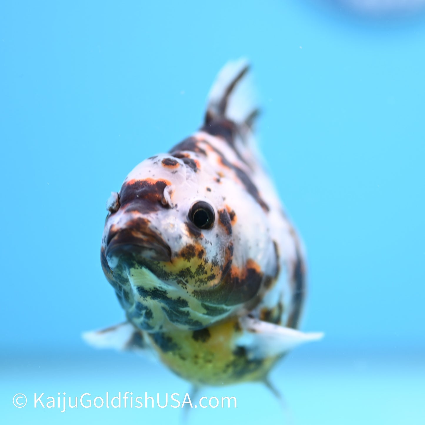 Tricolor White Tiger Oranda  4-4.5 inches (240209_OR03) - Kaiju Goldfish USA