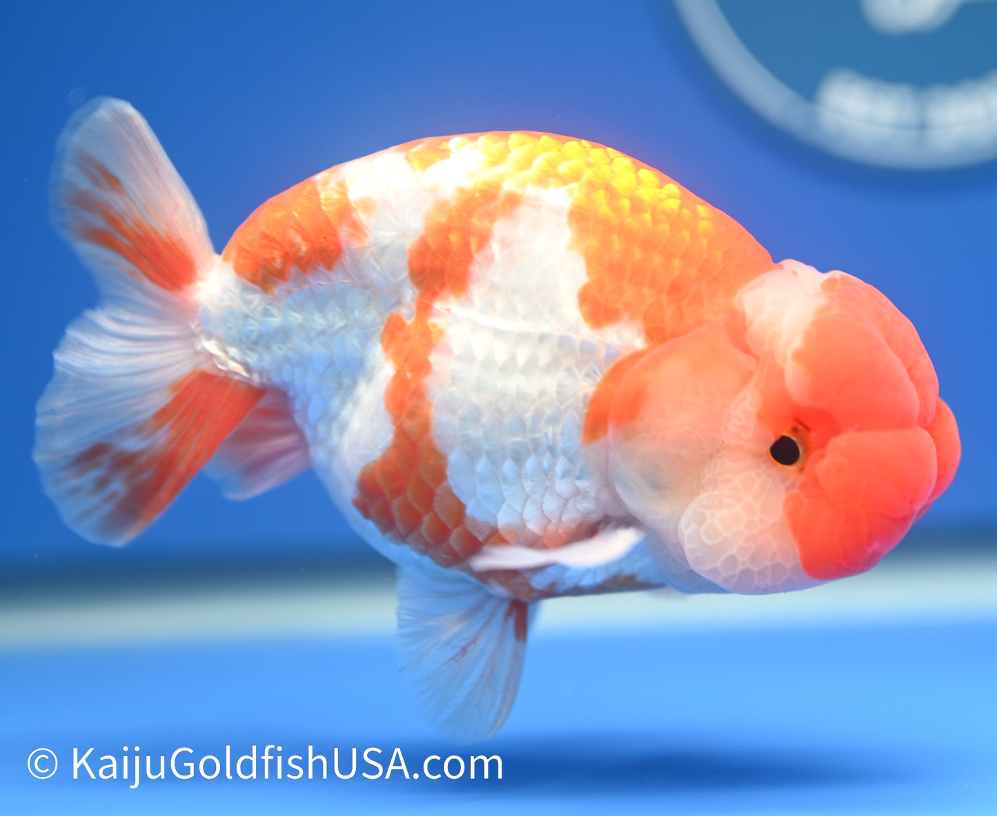 Red White Buffalo Ranchu 4.5 - 5 inches (1208_RC04) - Kaiju Goldfish USA