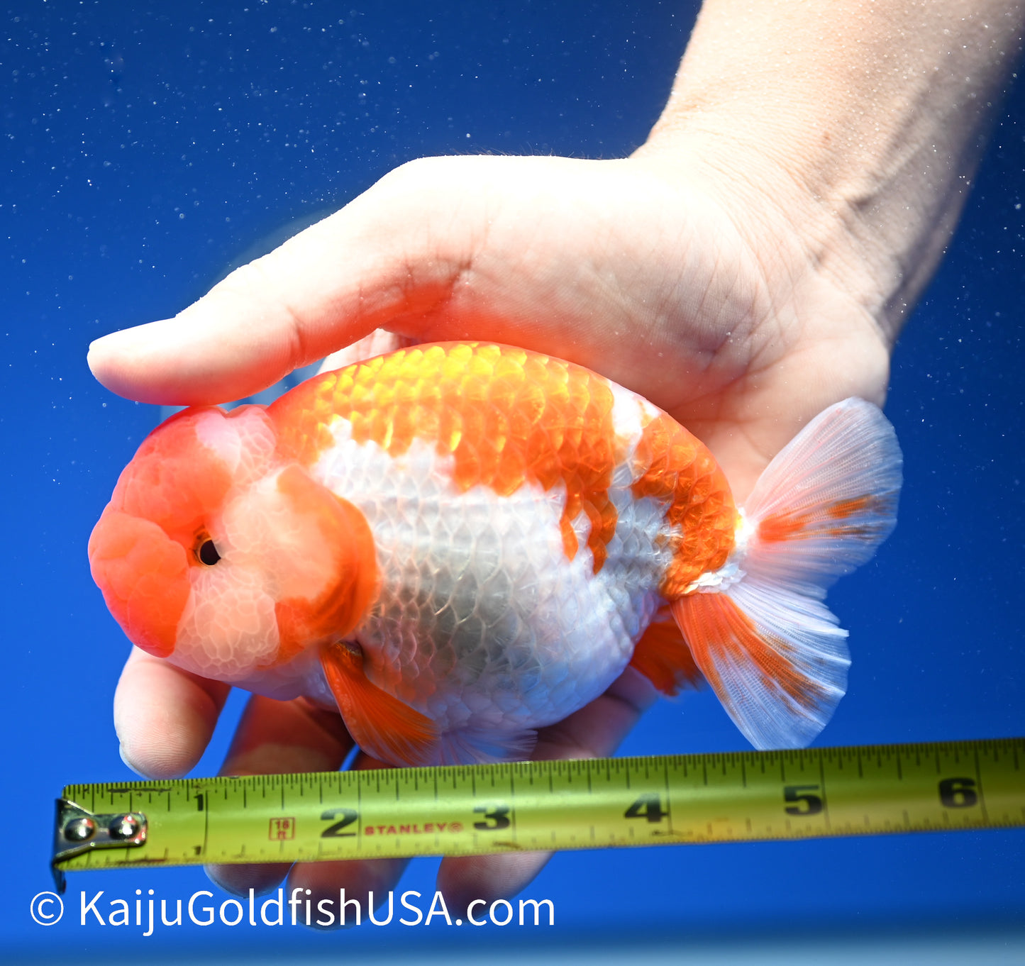 Red White Buffalo Ranchu 4.5 - 5 inches (1208_RC04) - Kaiju Goldfish USA