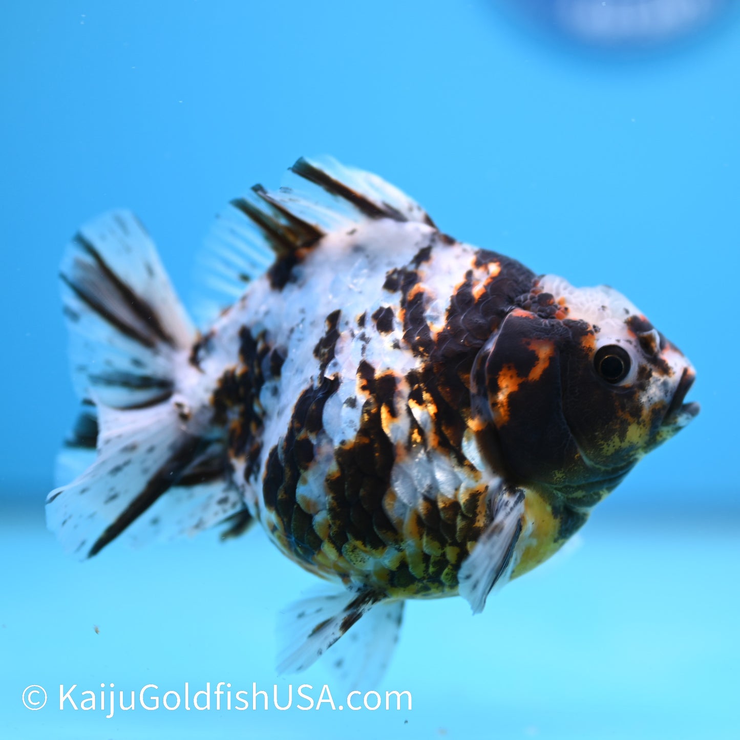 Tricolor White Tiger Oranda  4-4.5 inches (240209_OR03) - Kaiju Goldfish USA