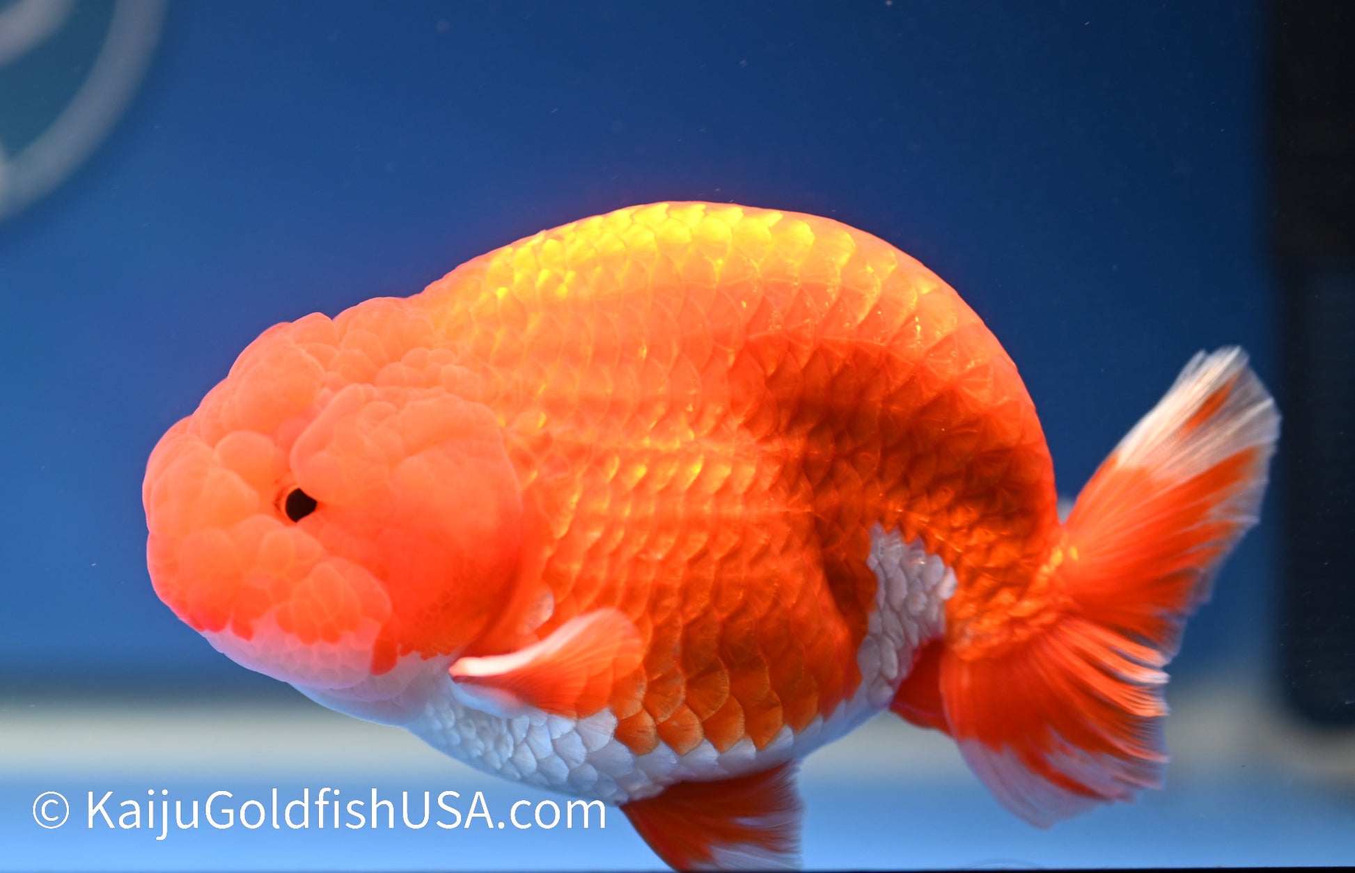 Red White Buffalo Ranchu 4.5 - 5 inches (1208_RC05) - Kaiju Goldfish USA