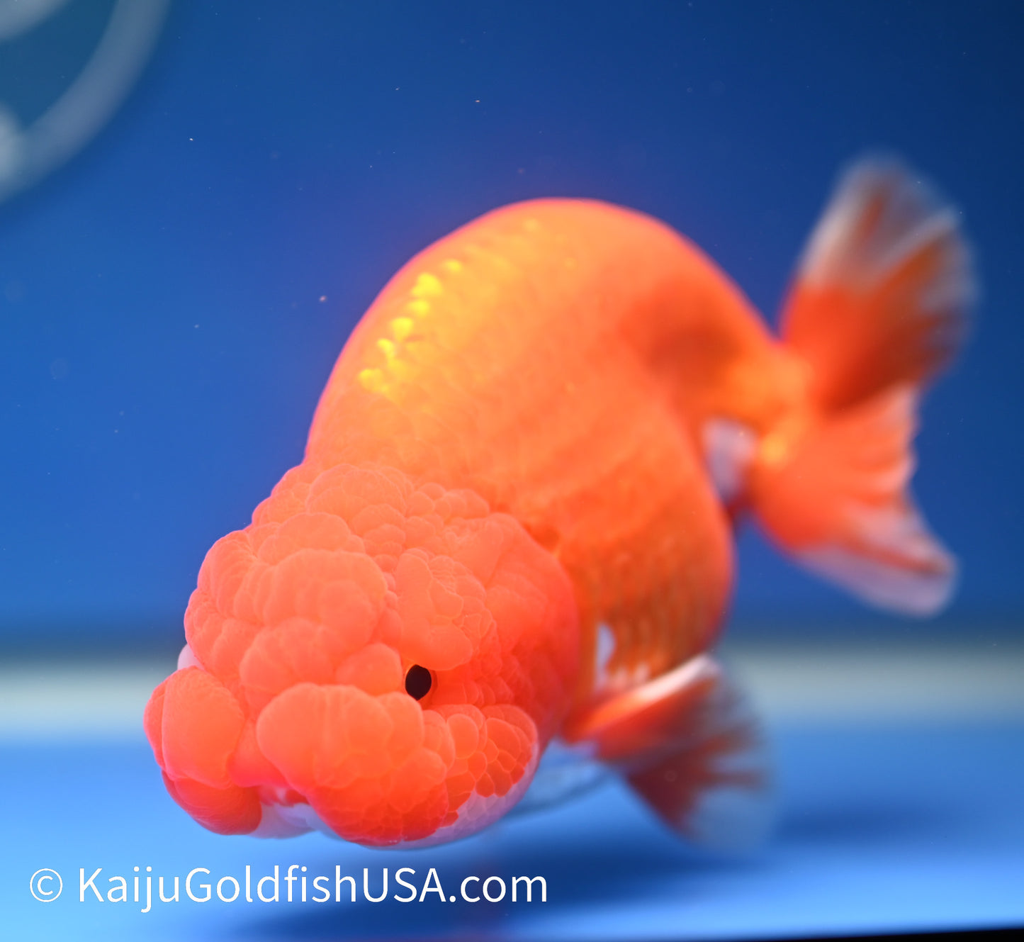 Red White Buffalo Ranchu 4.5 - 5 inches (1208_RC05) - Kaiju Goldfish USA