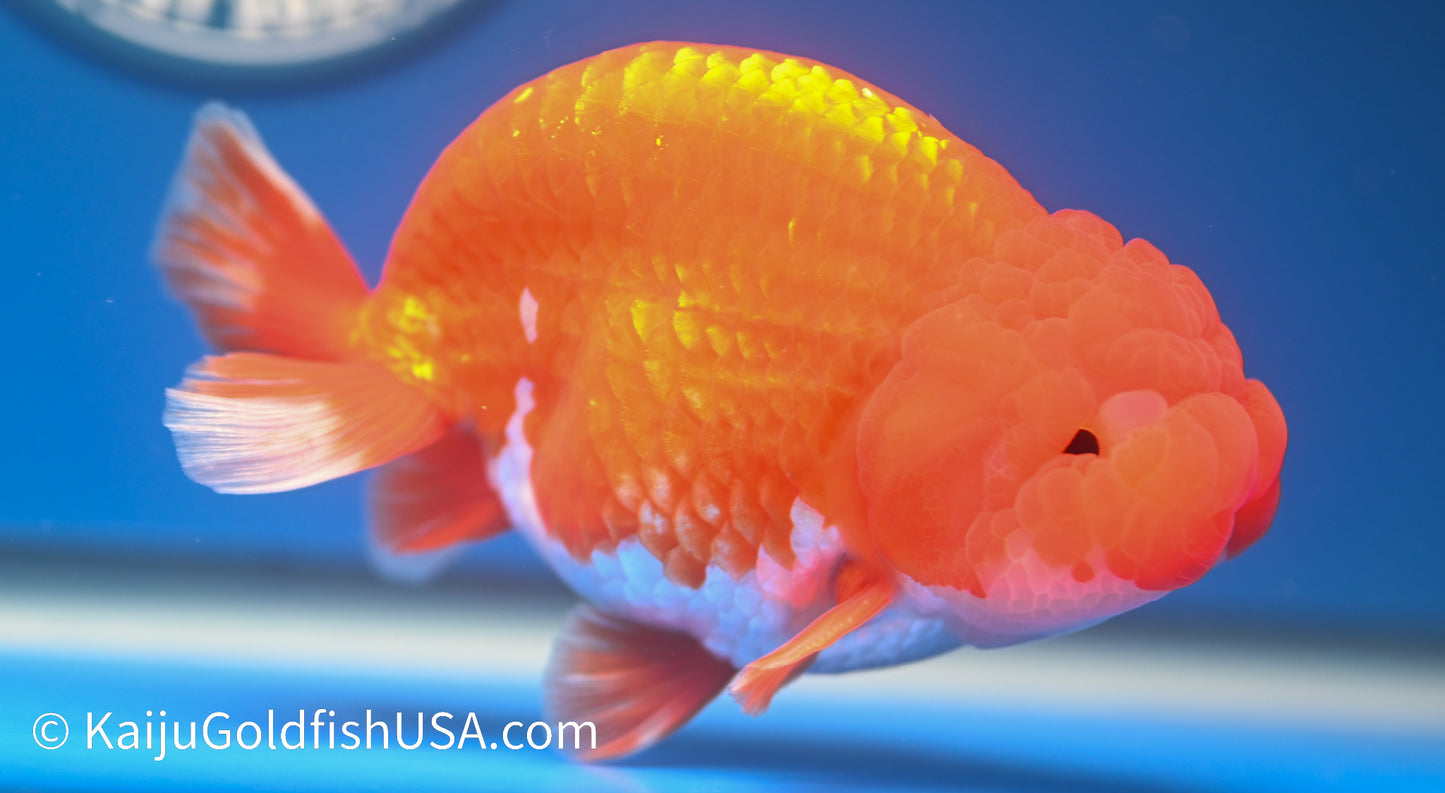 Red White Buffalo Ranchu 4.5 - 5 inches (1208_RC05) - Kaiju Goldfish USA