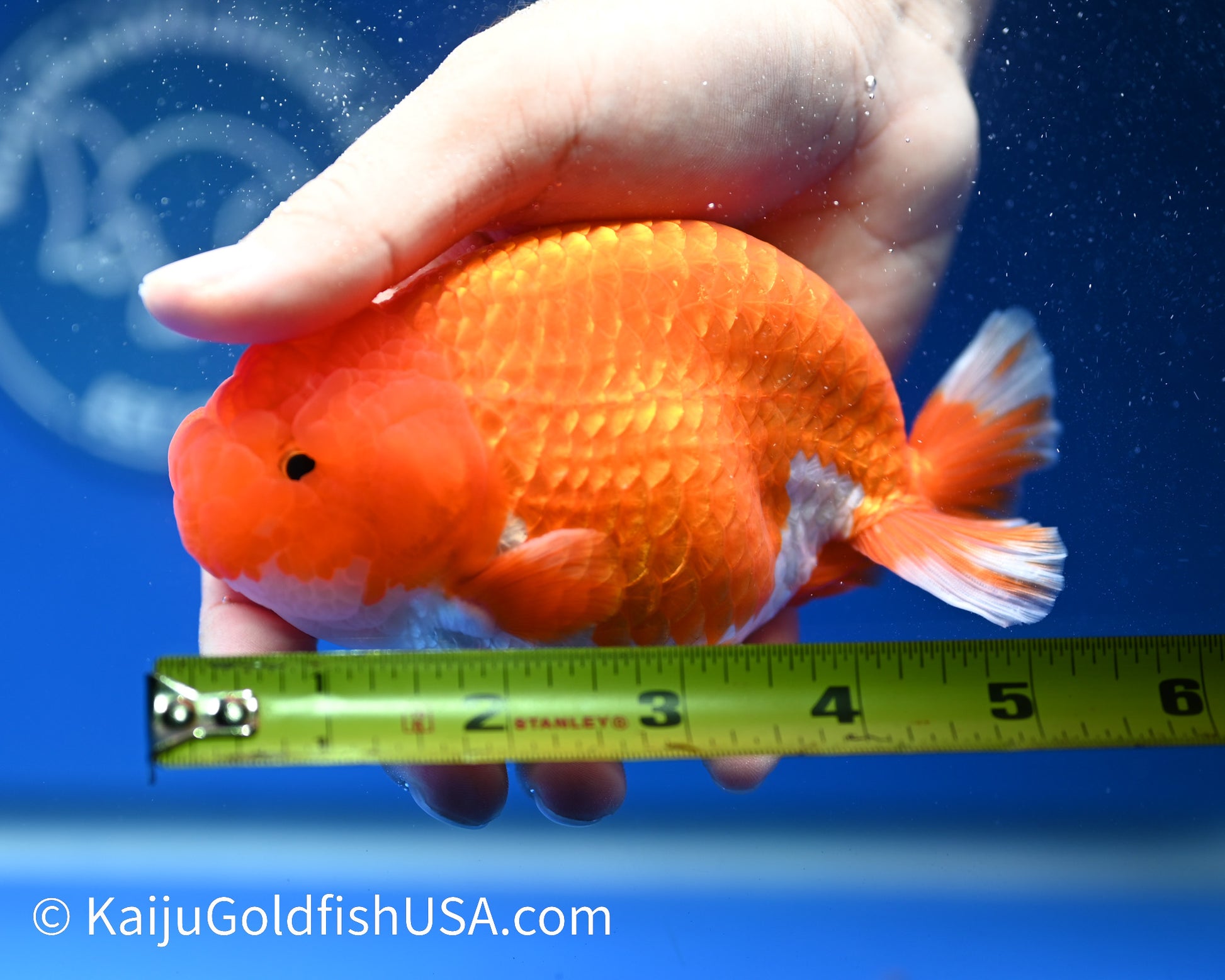 Red White Buffalo Ranchu 4.5 - 5 inches (1208_RC05) - Kaiju Goldfish USA