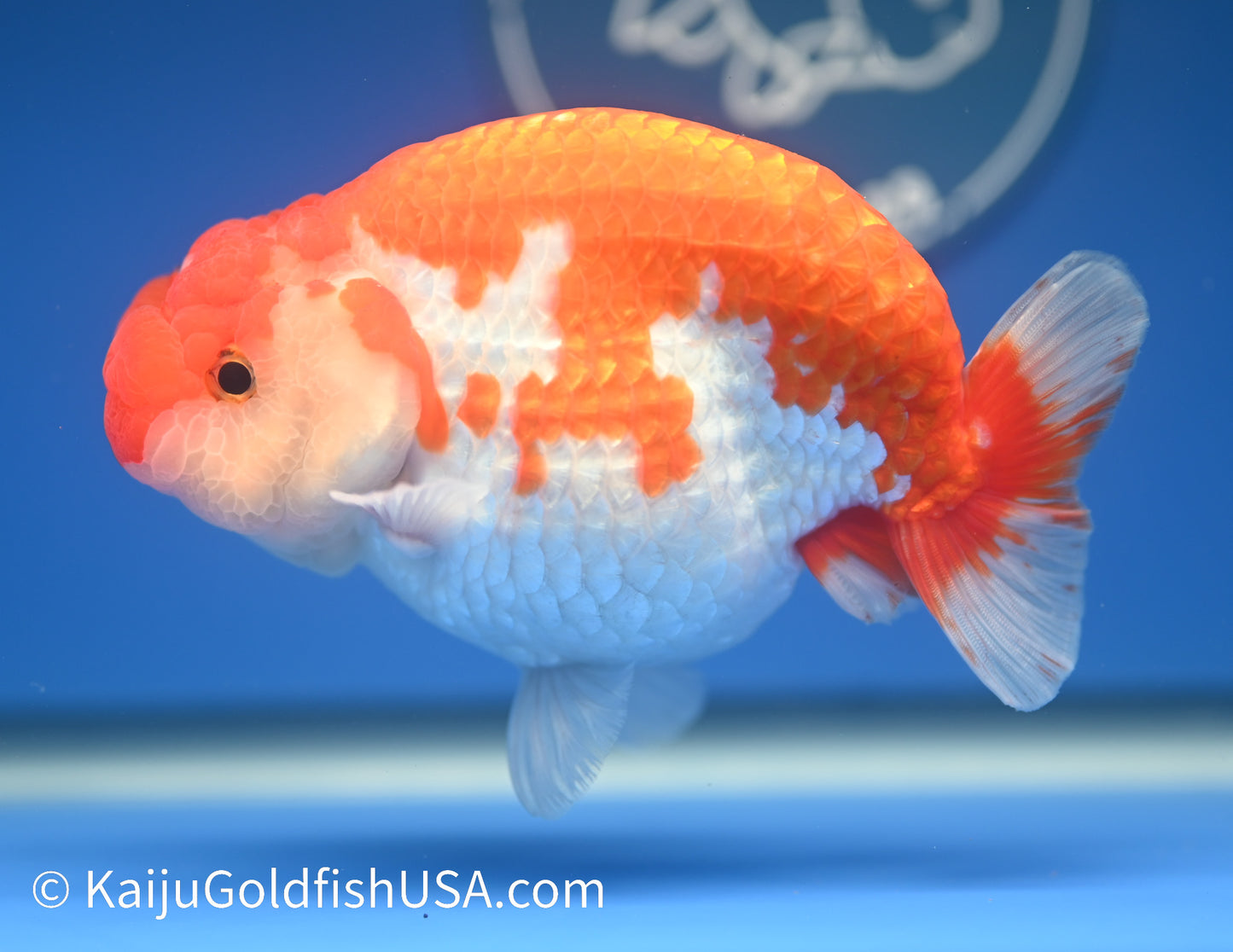 Red White Buffalo Ranchu 4.5 - 5 inches (1208_RC06) - Kaiju Goldfish USA