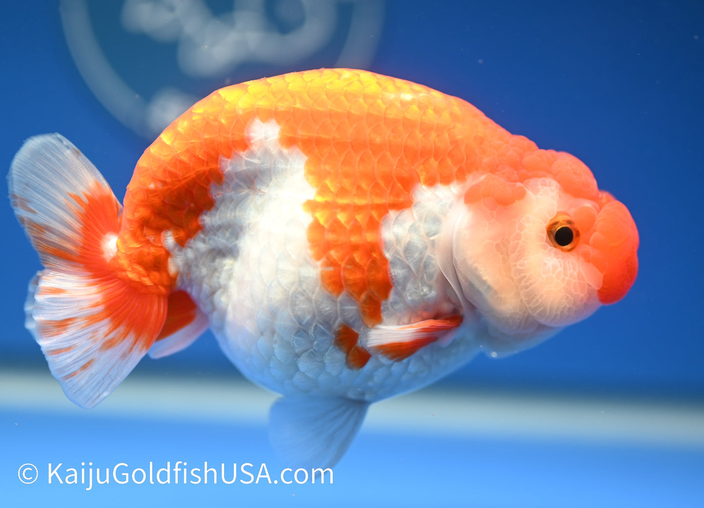 Red White Buffalo Ranchu 4.5 - 5 inches (1208_RC06) - Kaiju Goldfish USA