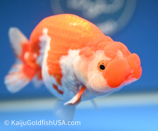 Red White Buffalo Ranchu 4.5 - 5 inches (1208_RC06) - Kaiju Goldfish USA