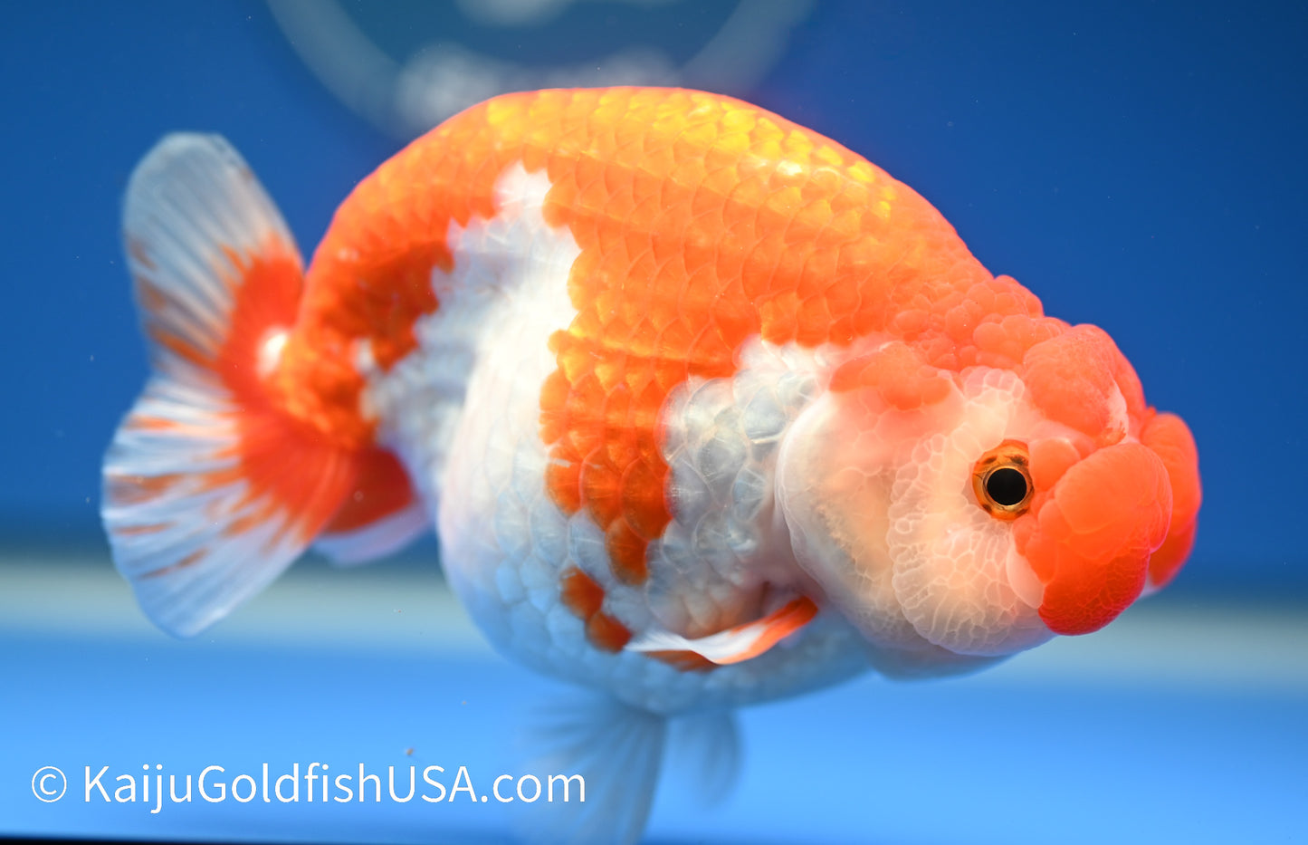 Red White Buffalo Ranchu 4.5 - 5 inches (1208_RC06) - Kaiju Goldfish USA