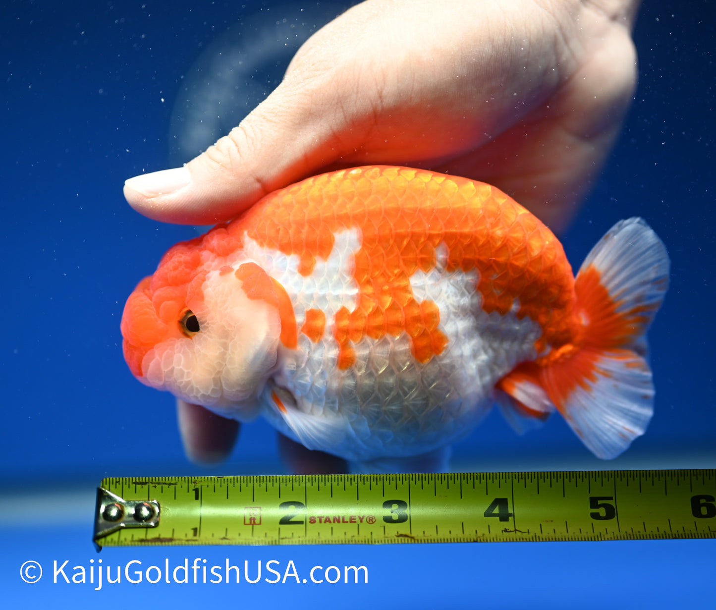 Red White Buffalo Ranchu 4.5 - 5 inches (1208_RC06) - Kaiju Goldfish USA