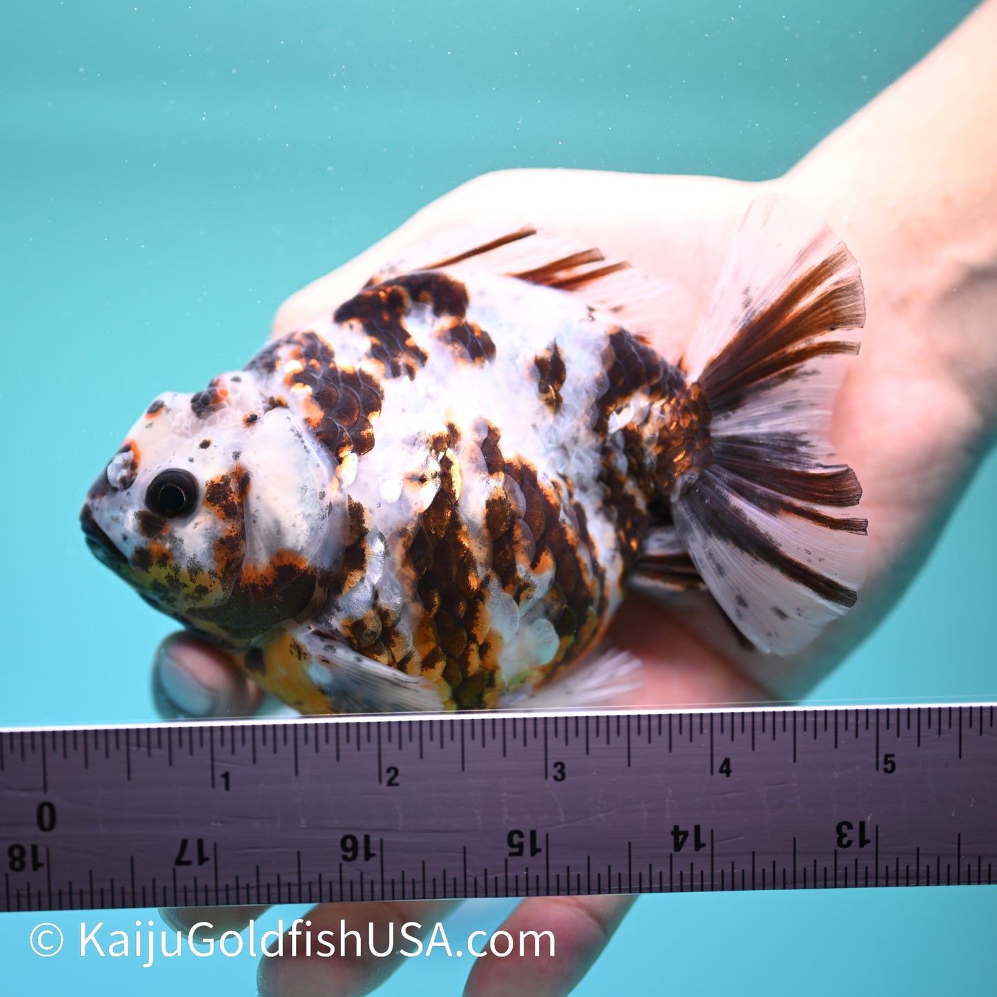 Tricolor White Tiger Oranda  4-4.5 inches (240209_OR03) - Kaiju Goldfish USA