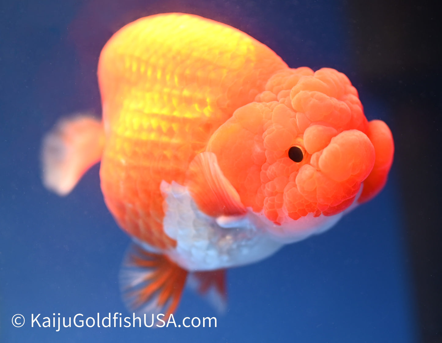 Red White Buffalo Ranchu 4.5 - 5 inches (1208_RC07) - Kaiju Goldfish USA