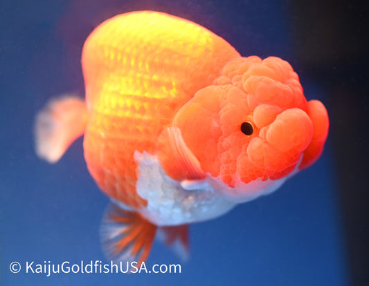 Red White Buffalo Ranchu 4.5 - 5 inches (1208_RC07) - Kaiju Goldfish USA