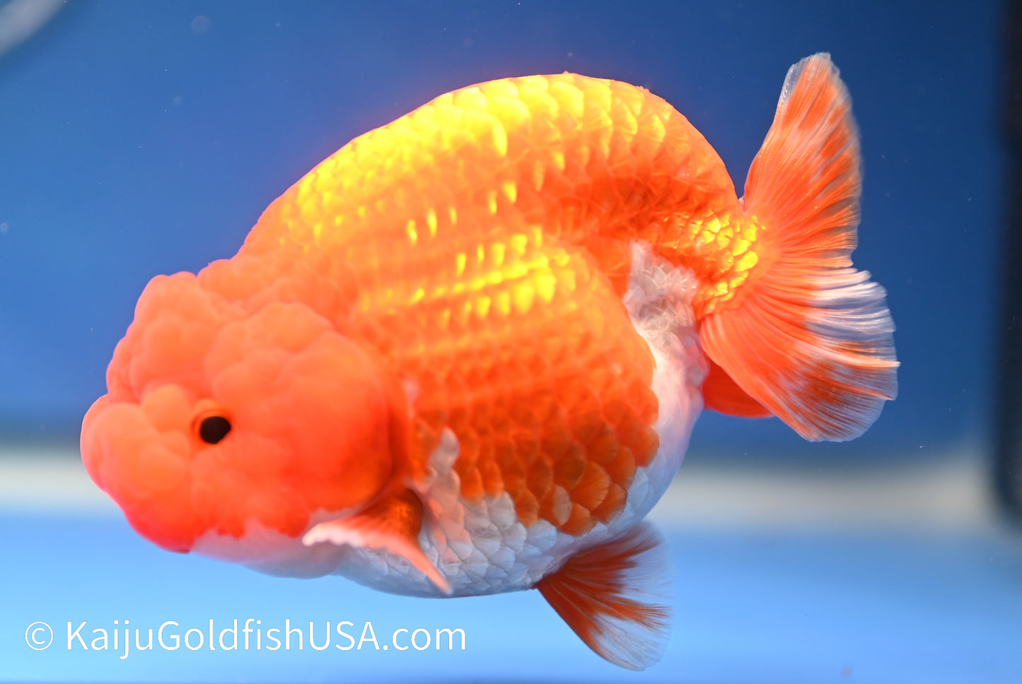 Red White Buffalo Ranchu 4.5 - 5 inches (1208_RC07) - Kaiju Goldfish USA