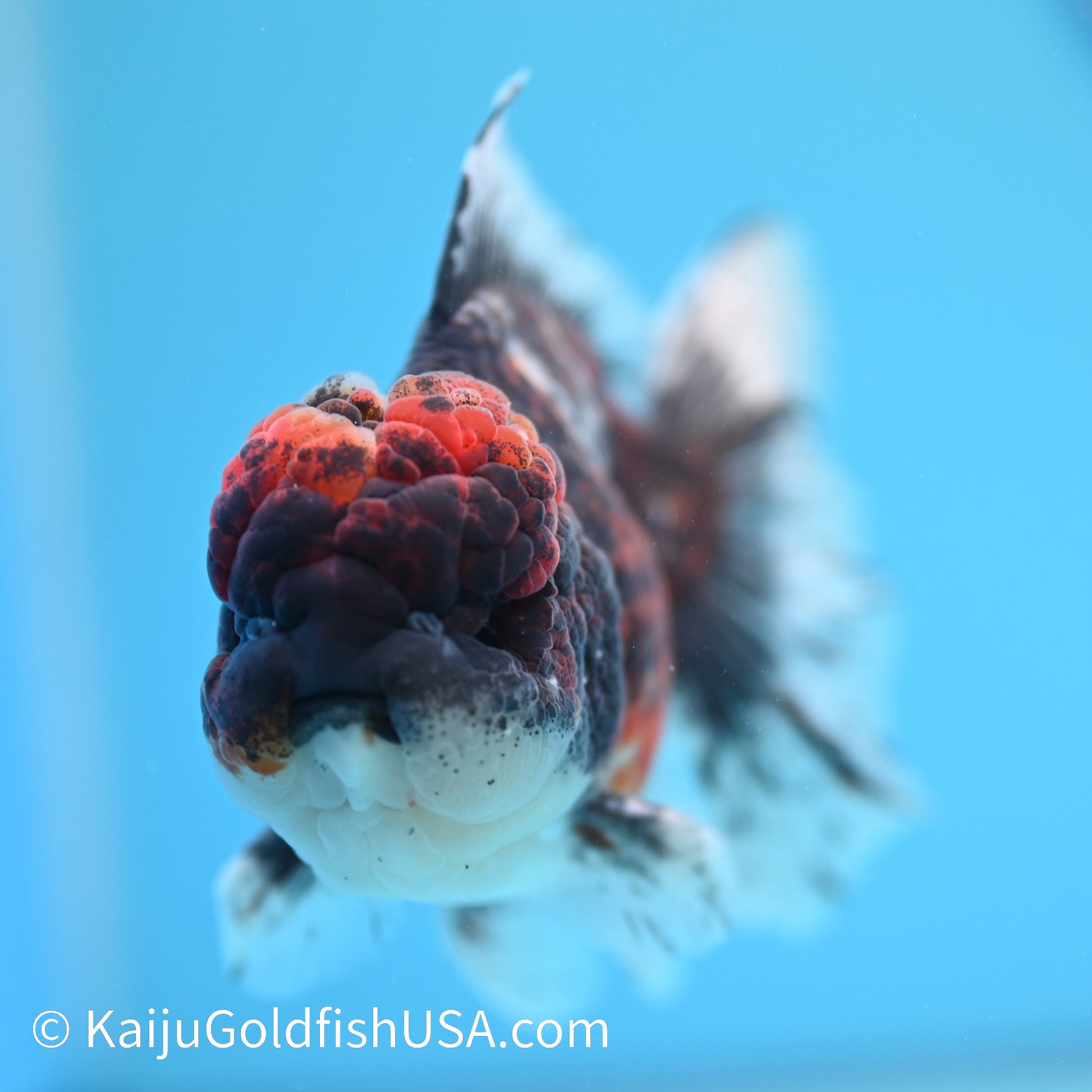 Kirin Rose Tail Oranda 4.5-5 inches (240209_OR04) - Kaiju Goldfish USA