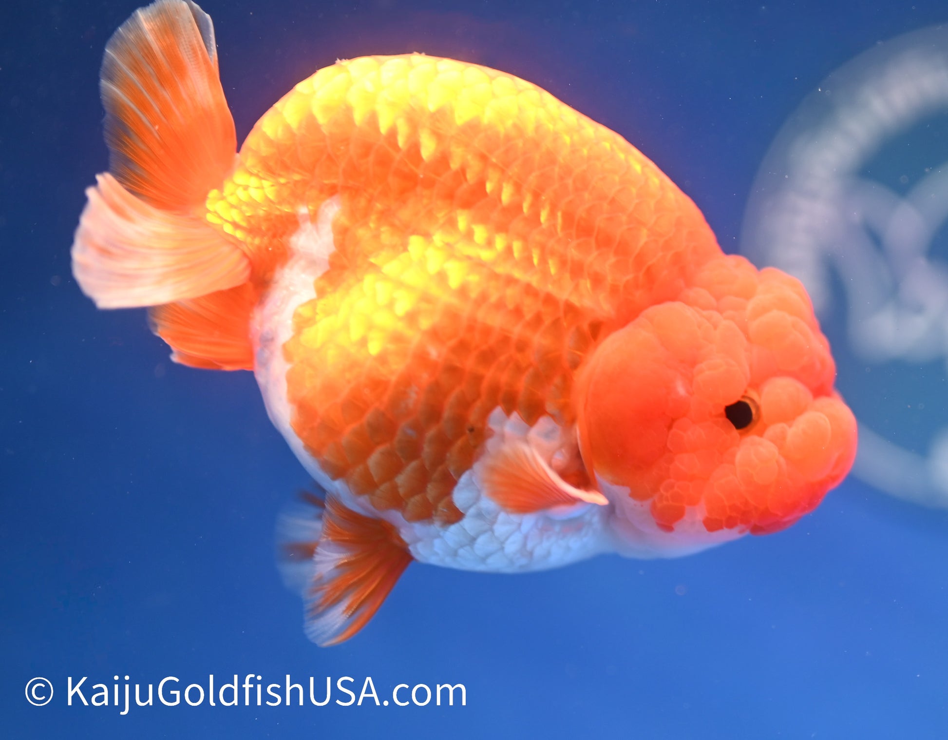 Red White Buffalo Ranchu 4.5 - 5 inches (1208_RC07) - Kaiju Goldfish USA