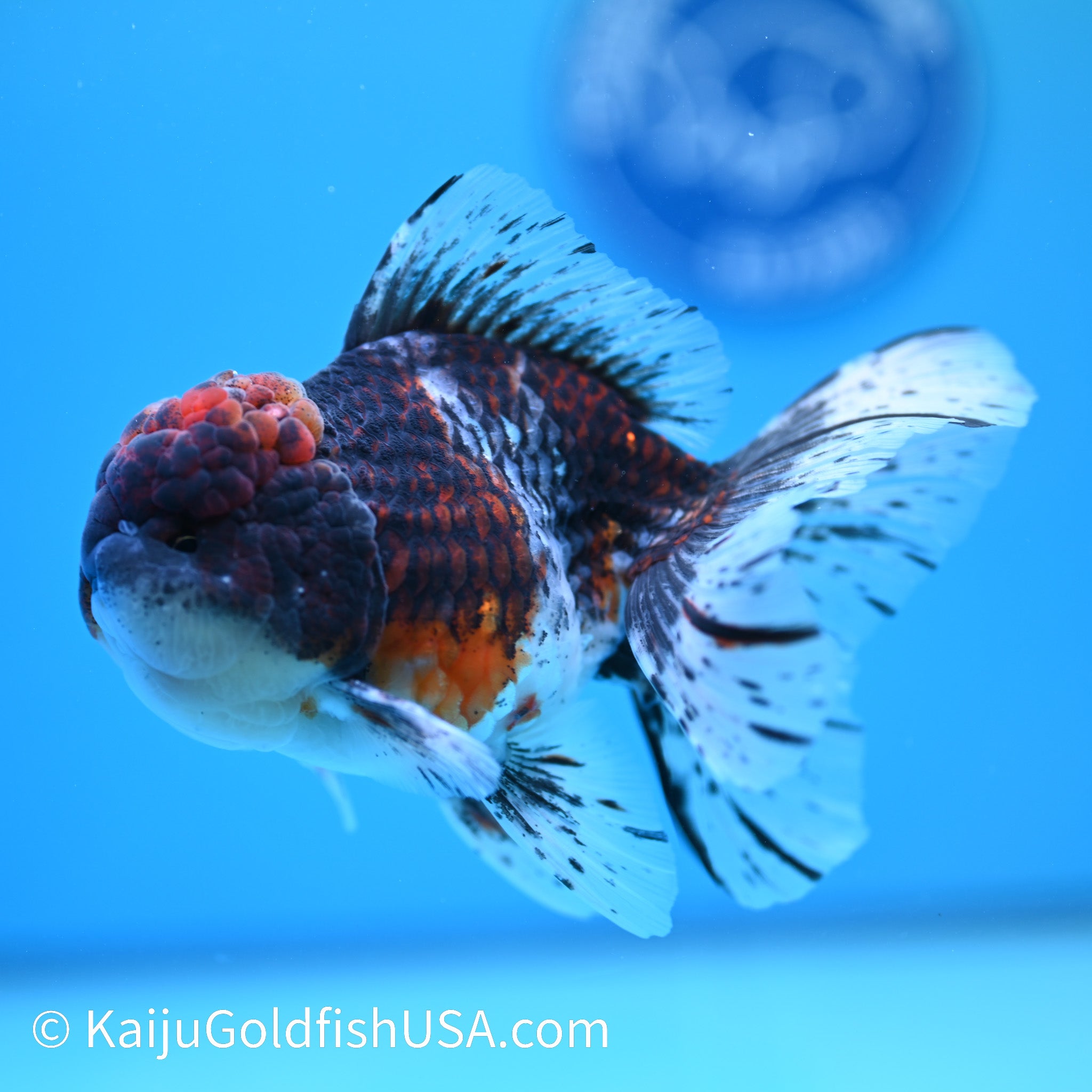 Kirin Rose Tail Oranda Goldfish for Sale |Kirin Rose Tail Oranda ...