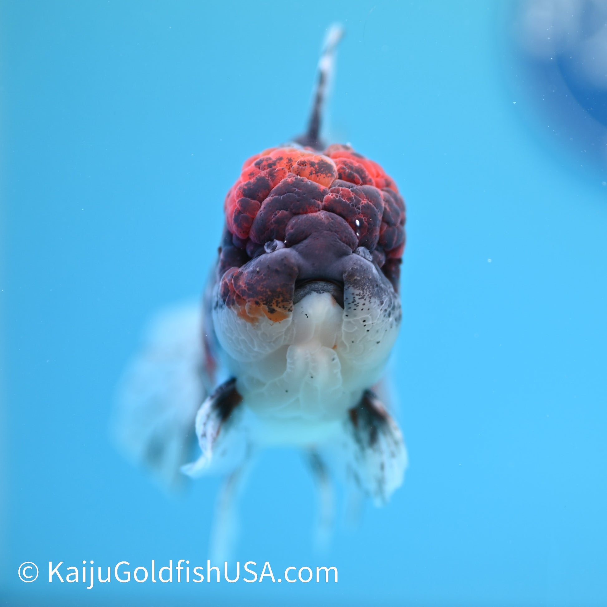 Kirin Rose Tail Oranda 4.5-5 inches (240209_OR04) - Kaiju Goldfish USA