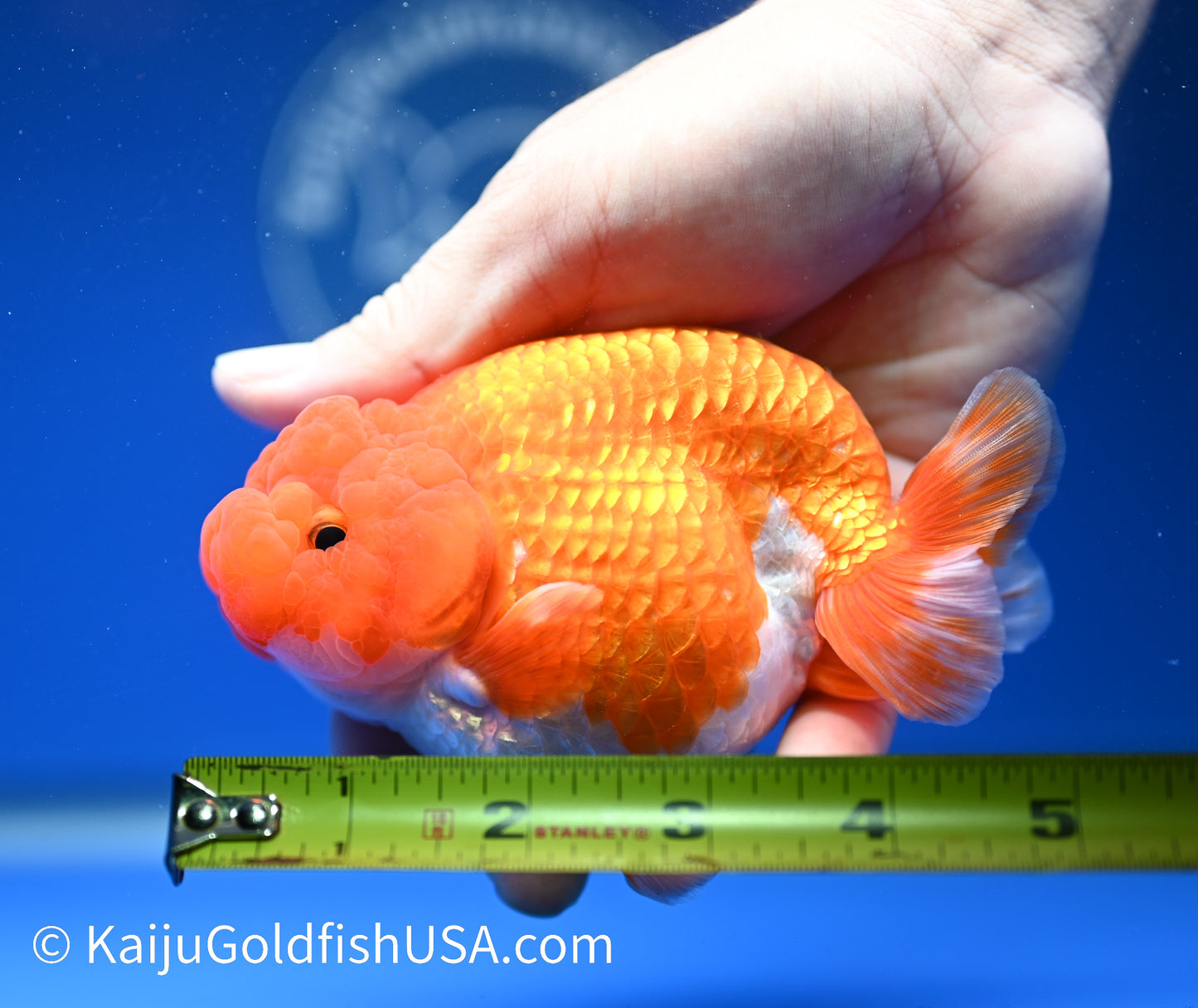 Red White Buffalo Ranchu 4.5 - 5 inches (1208_RC07) - Kaiju Goldfish USA