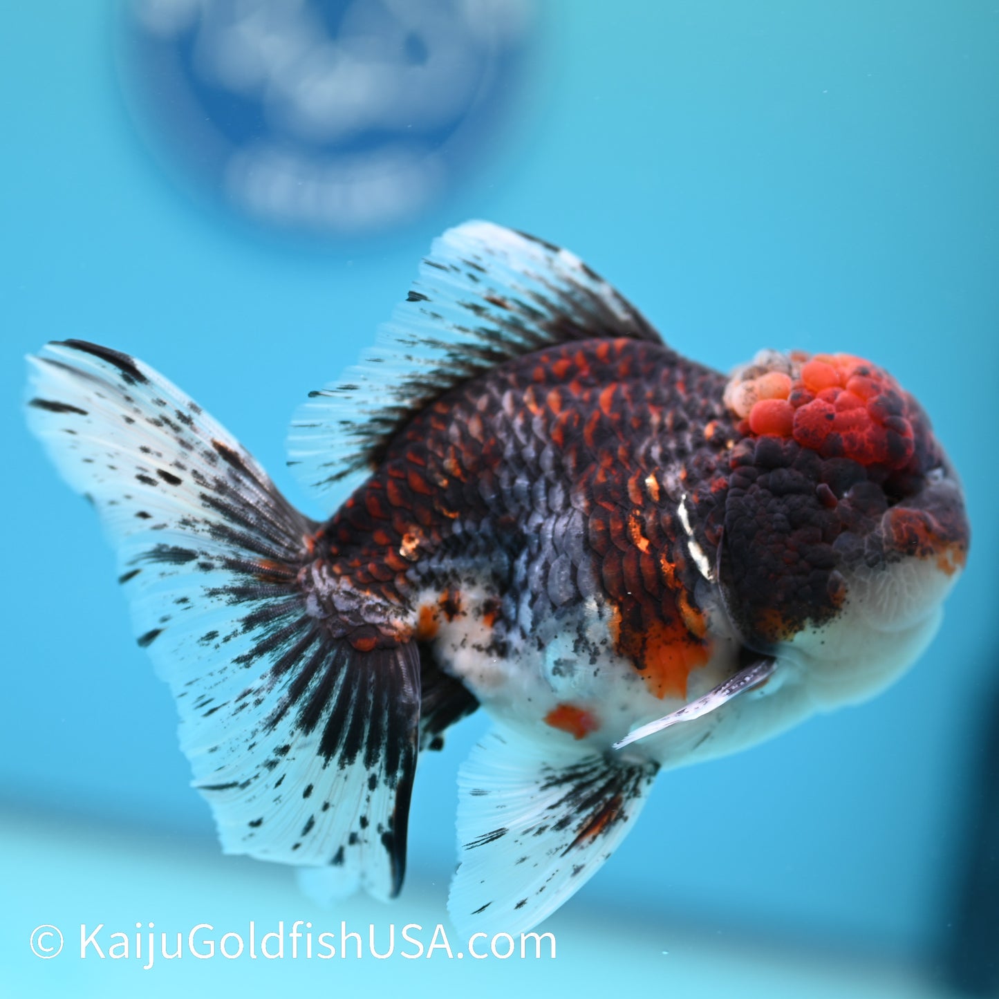 Kirin Rose Tail Oranda 4.5-5 inches (240209_OR04) - Kaiju Goldfish USA