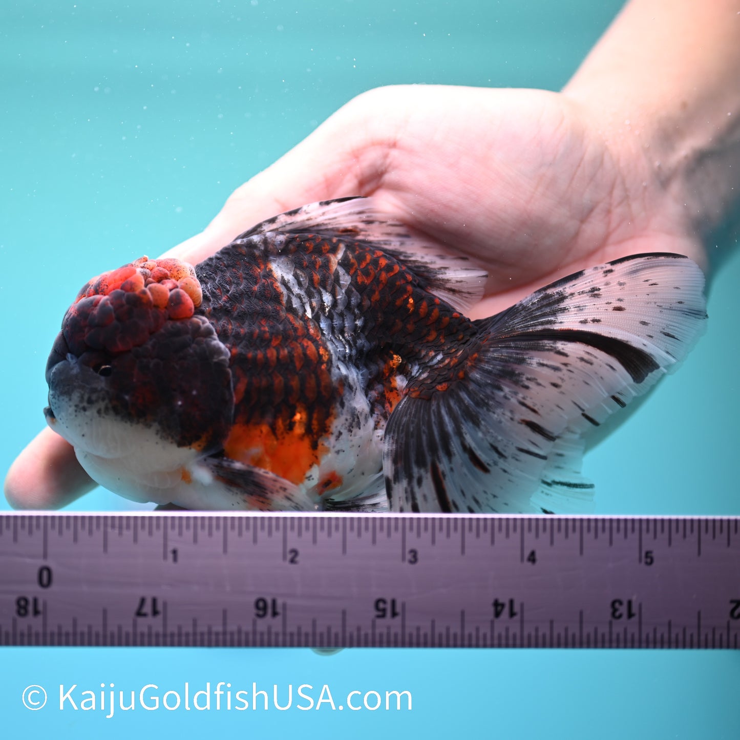 Kirin Rose Tail Oranda 4.5-5 inches (240209_OR04) - Kaiju Goldfish USA