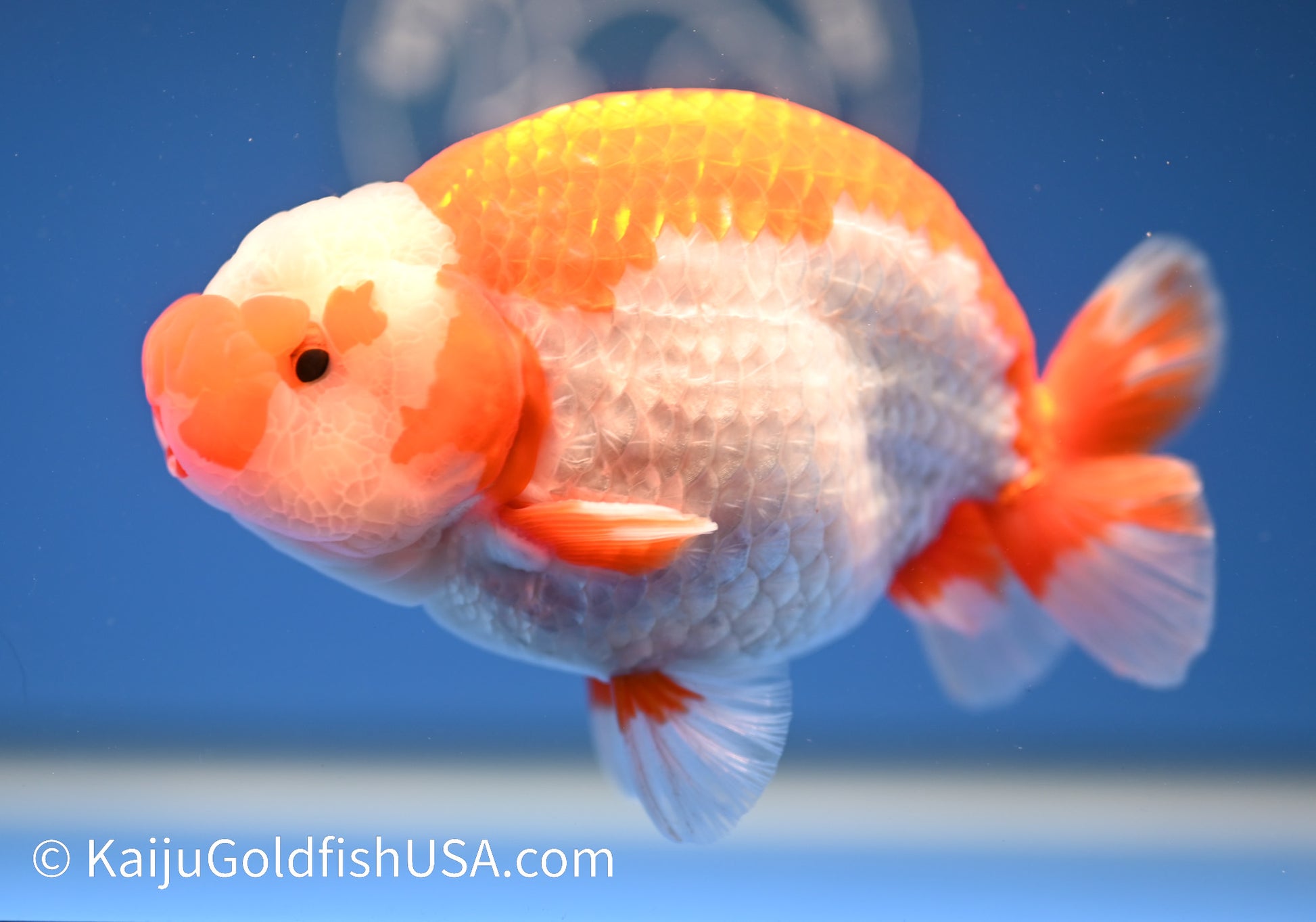 Red White Buffalo Ranchu 4.5 - 5 inches (1208_RC08) - Kaiju Goldfish USA