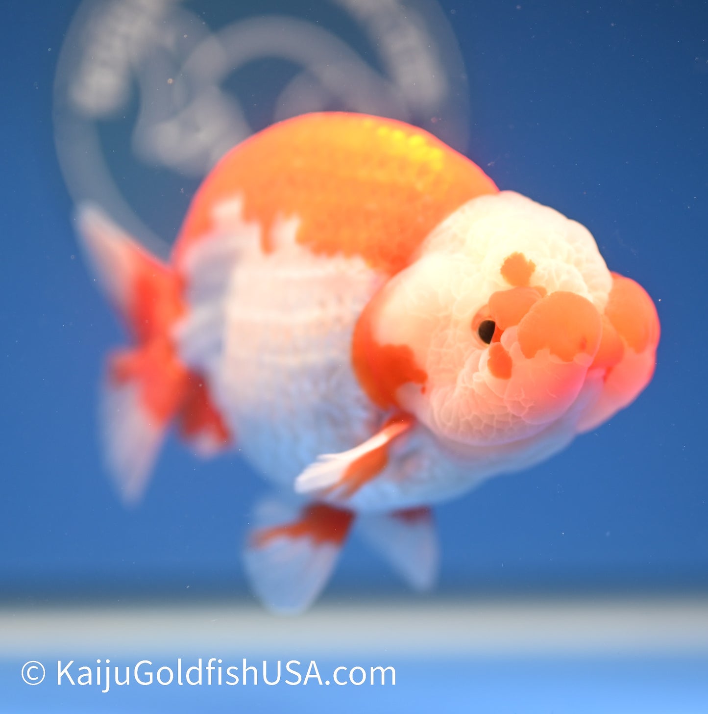 Red White Buffalo Ranchu 4.5 - 5 inches (1208_RC08) - Kaiju Goldfish USA