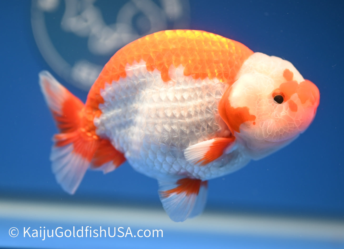 Red White Buffalo Ranchu 4.5 - 5 inches (1208_RC08) - Kaiju Goldfish USA