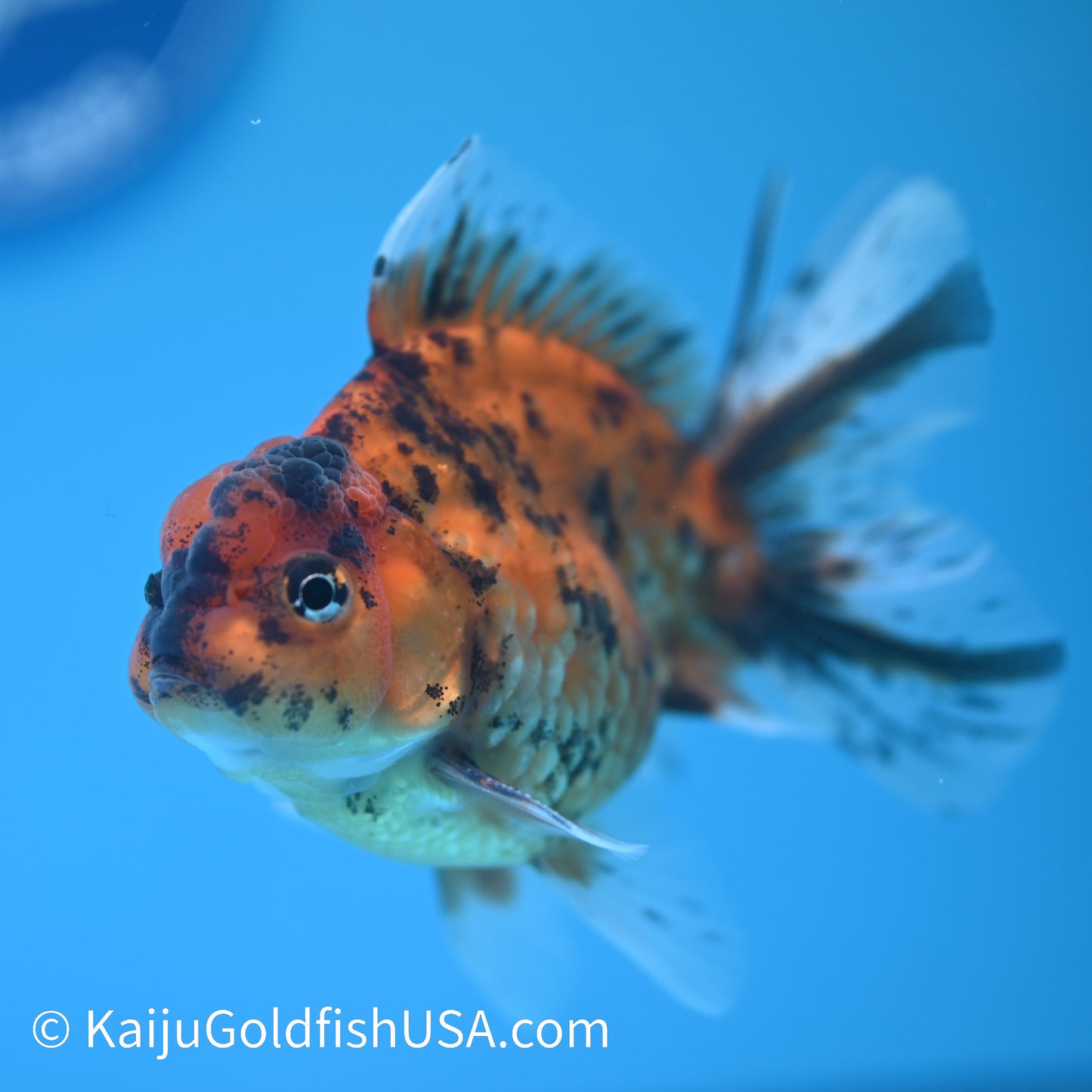 Tiger YuanBao Oranda 3.5- 4 inches (240209_OR05) - Kaiju Goldfish USA