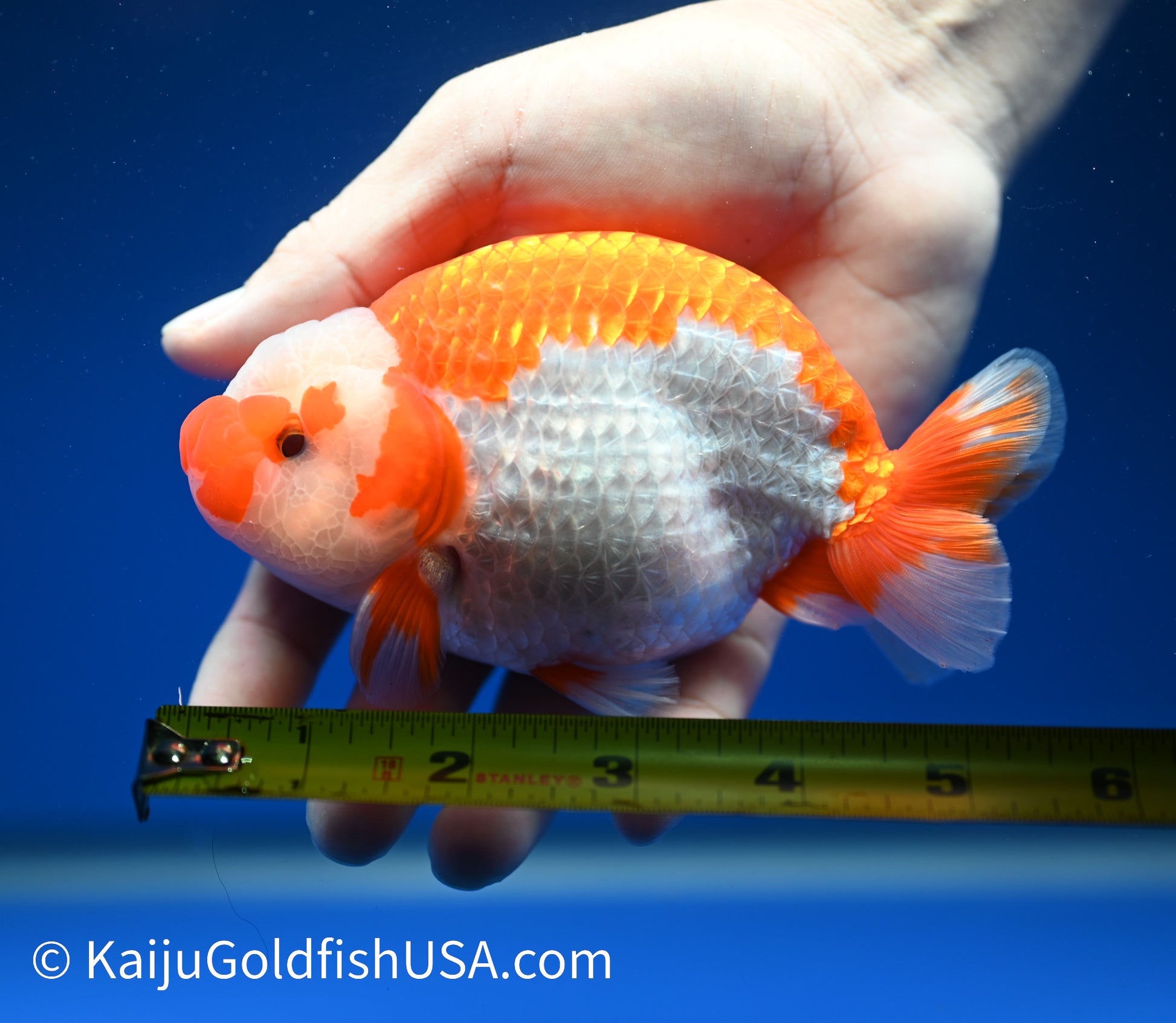 Red White Buffalo Ranchu 4.5 - 5 inches (1208_RC08) - Kaiju Goldfish USA