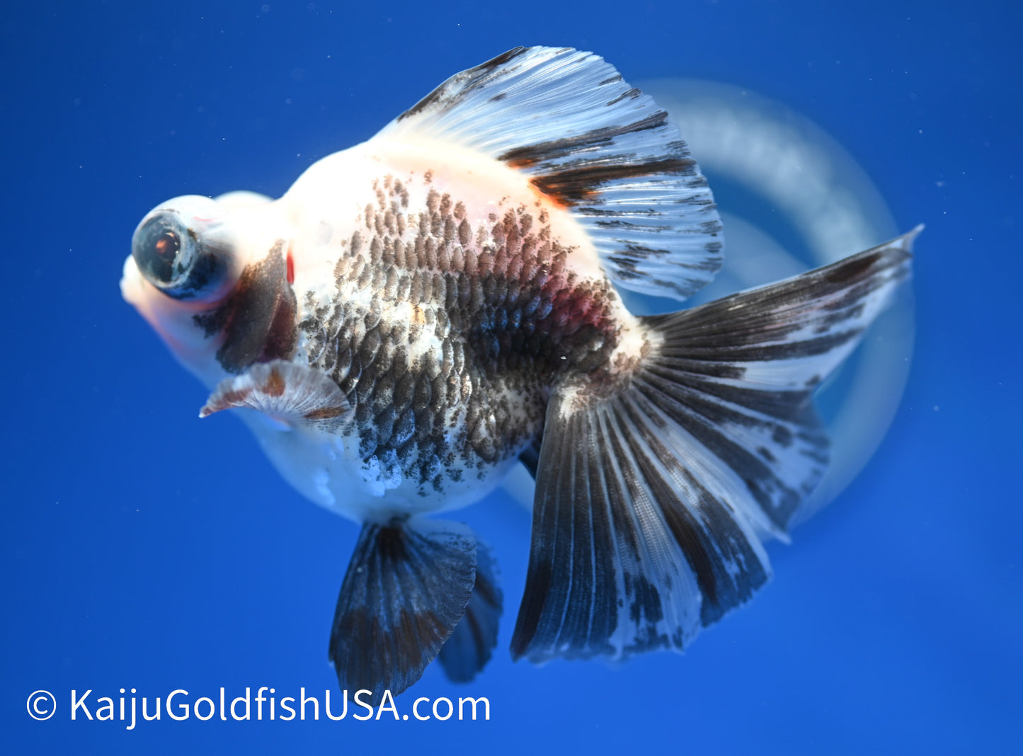 Panda Butterfly Tail Demekin 3.5-4 inches (1208_DK1) - Kaiju Goldfish USA