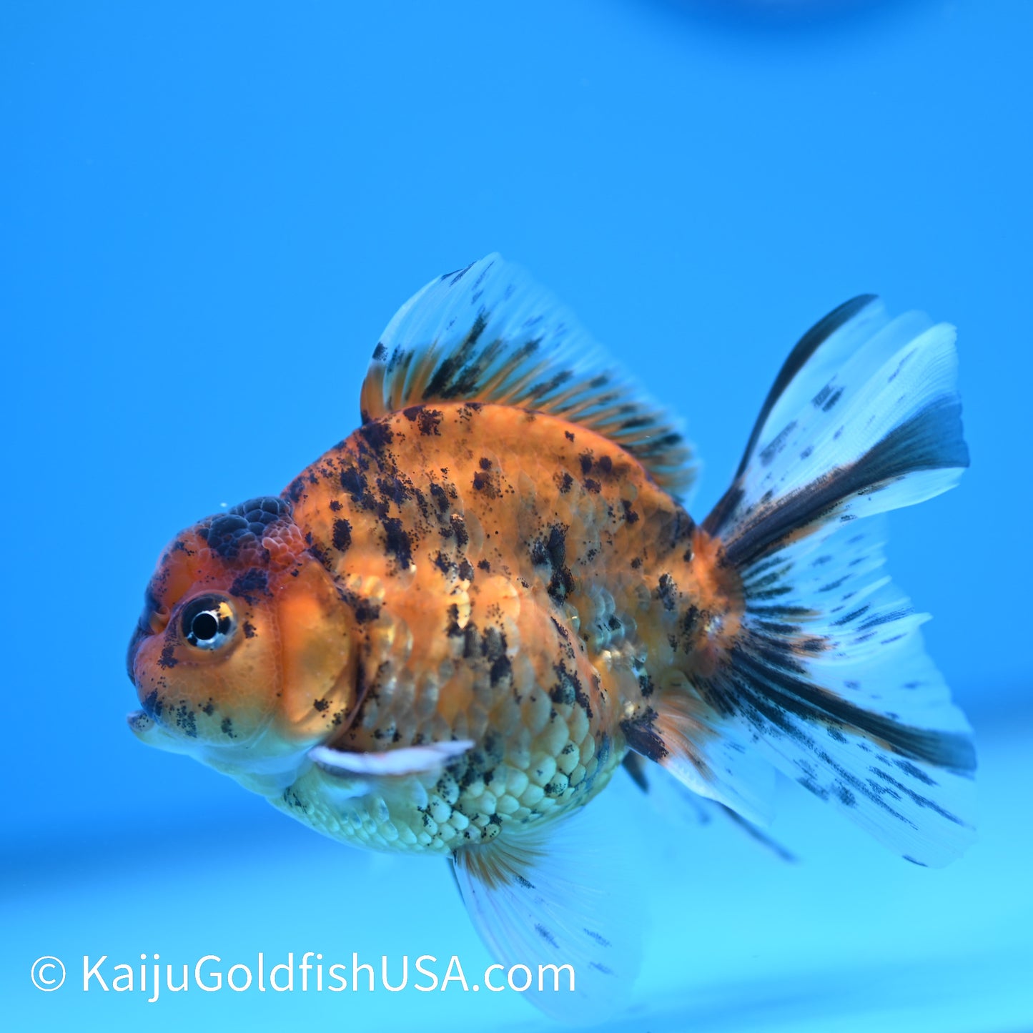 Tiger YuanBao Oranda 3.5- 4 inches (240209_OR05) - Kaiju Goldfish USA