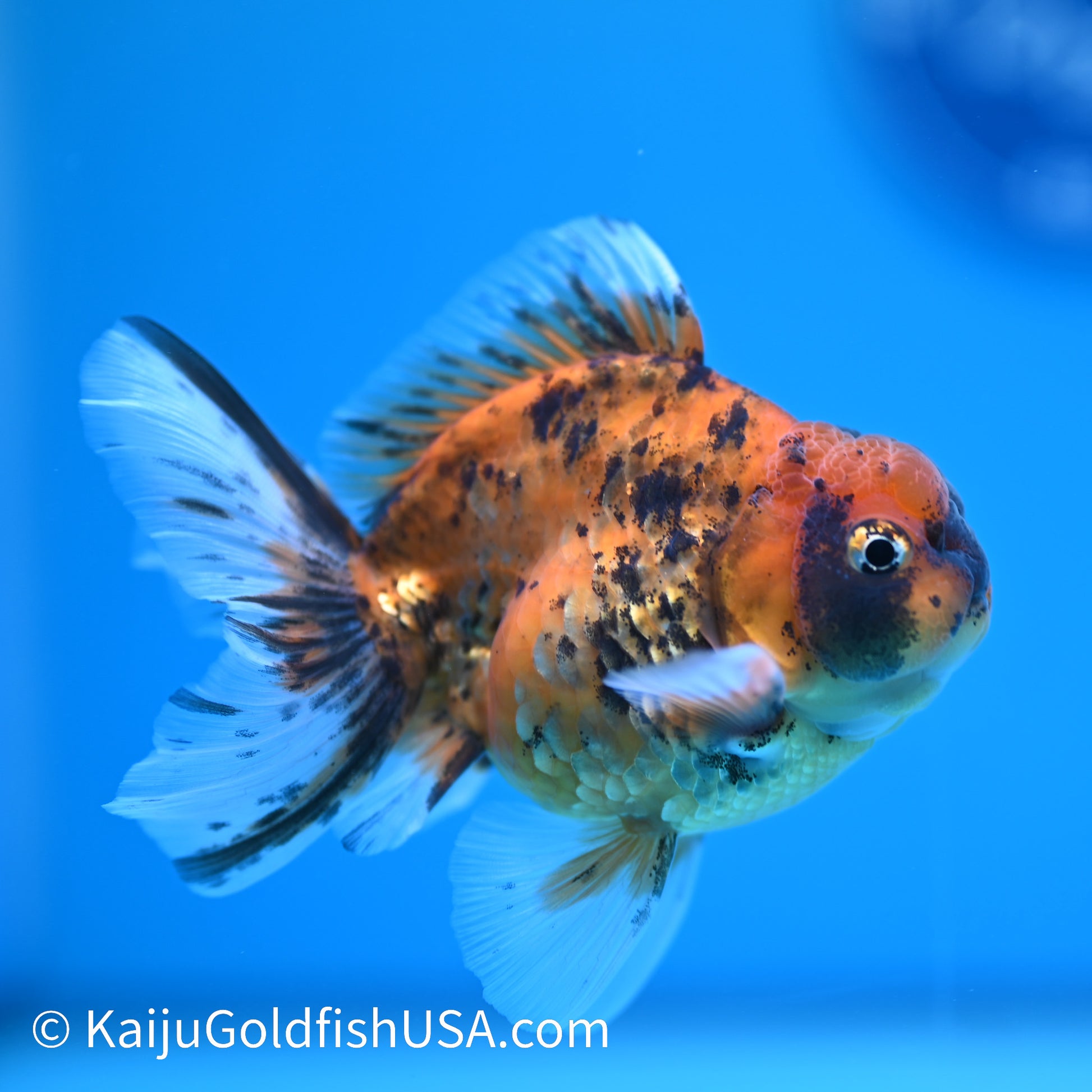 Tiger YuanBao Oranda 3.5- 4 inches (240209_OR05) - Kaiju Goldfish USA