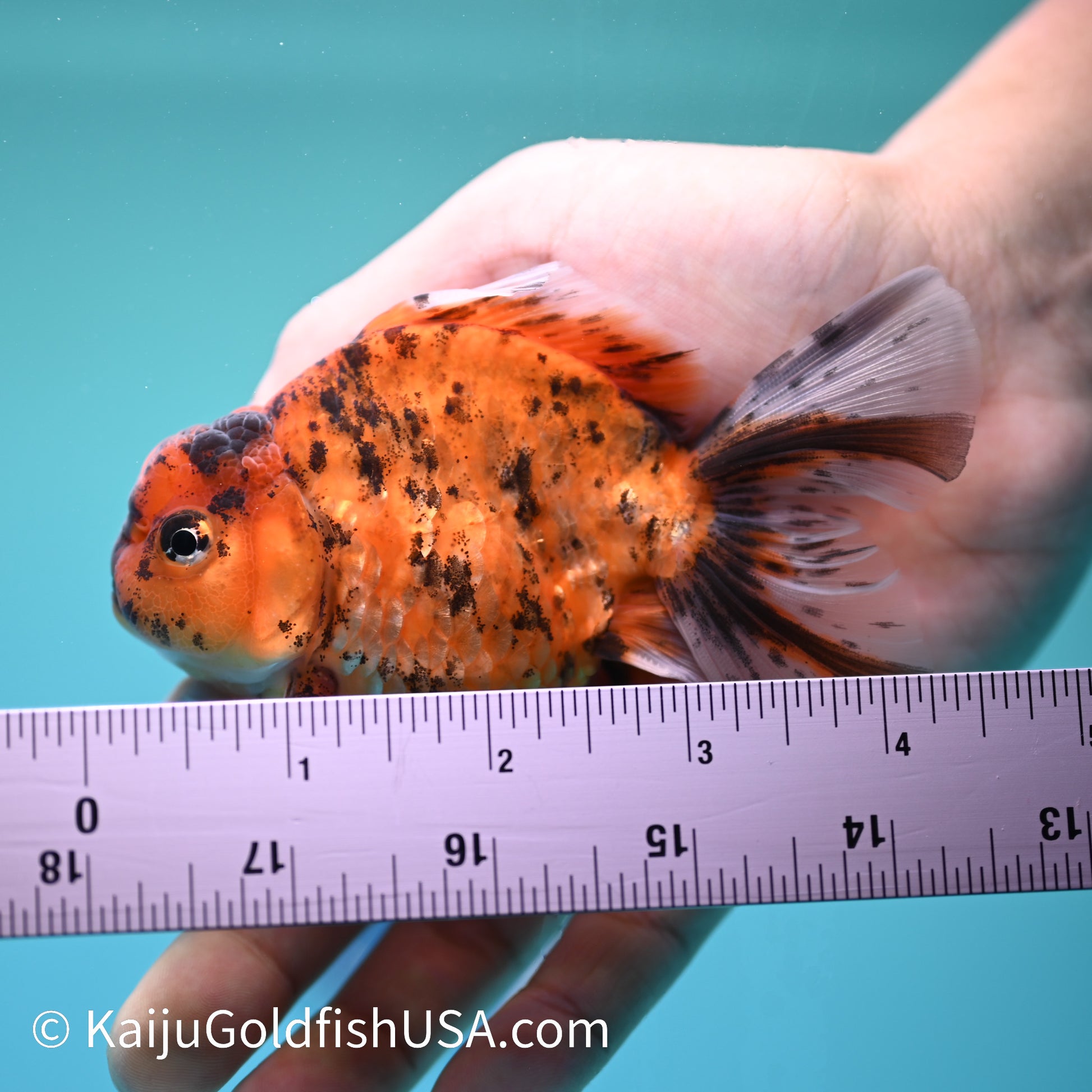 Tiger YuanBao Oranda 3.5- 4 inches (240209_OR05) - Kaiju Goldfish USA