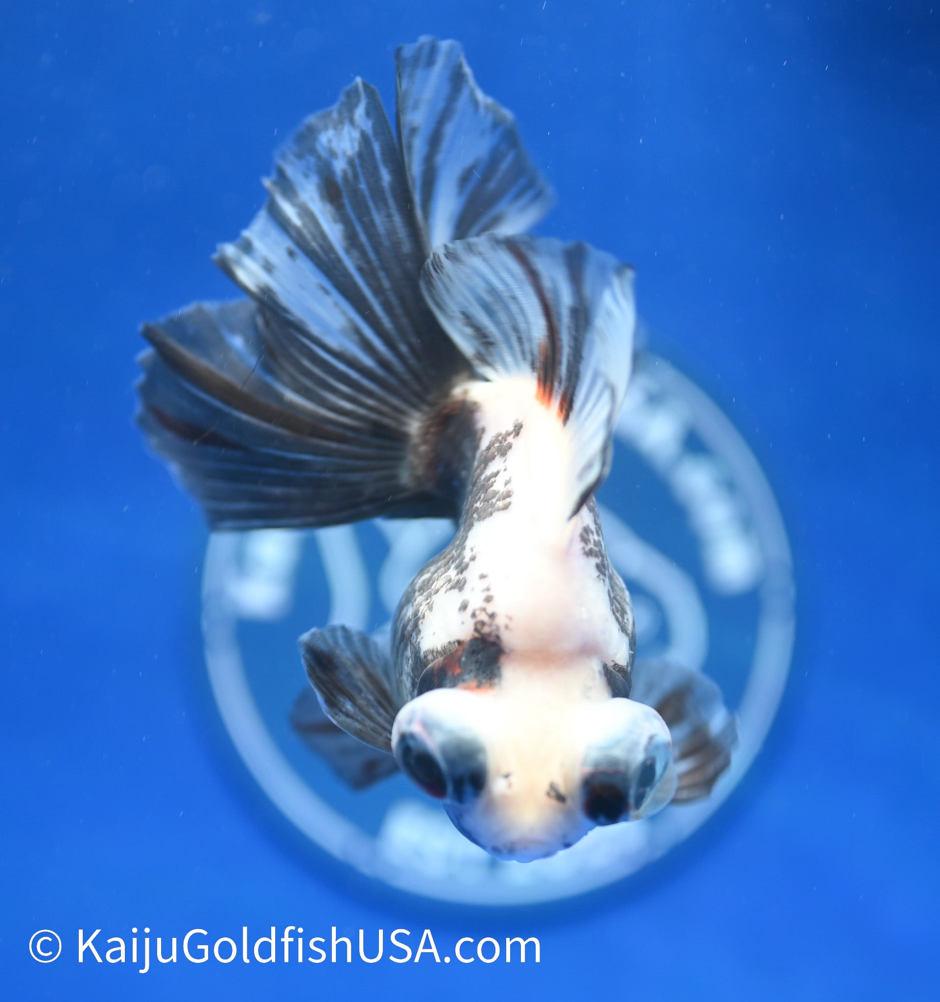 Panda Butterfly Tail Demekin 3.5-4 inches (1208_DK1) - Kaiju Goldfish USA