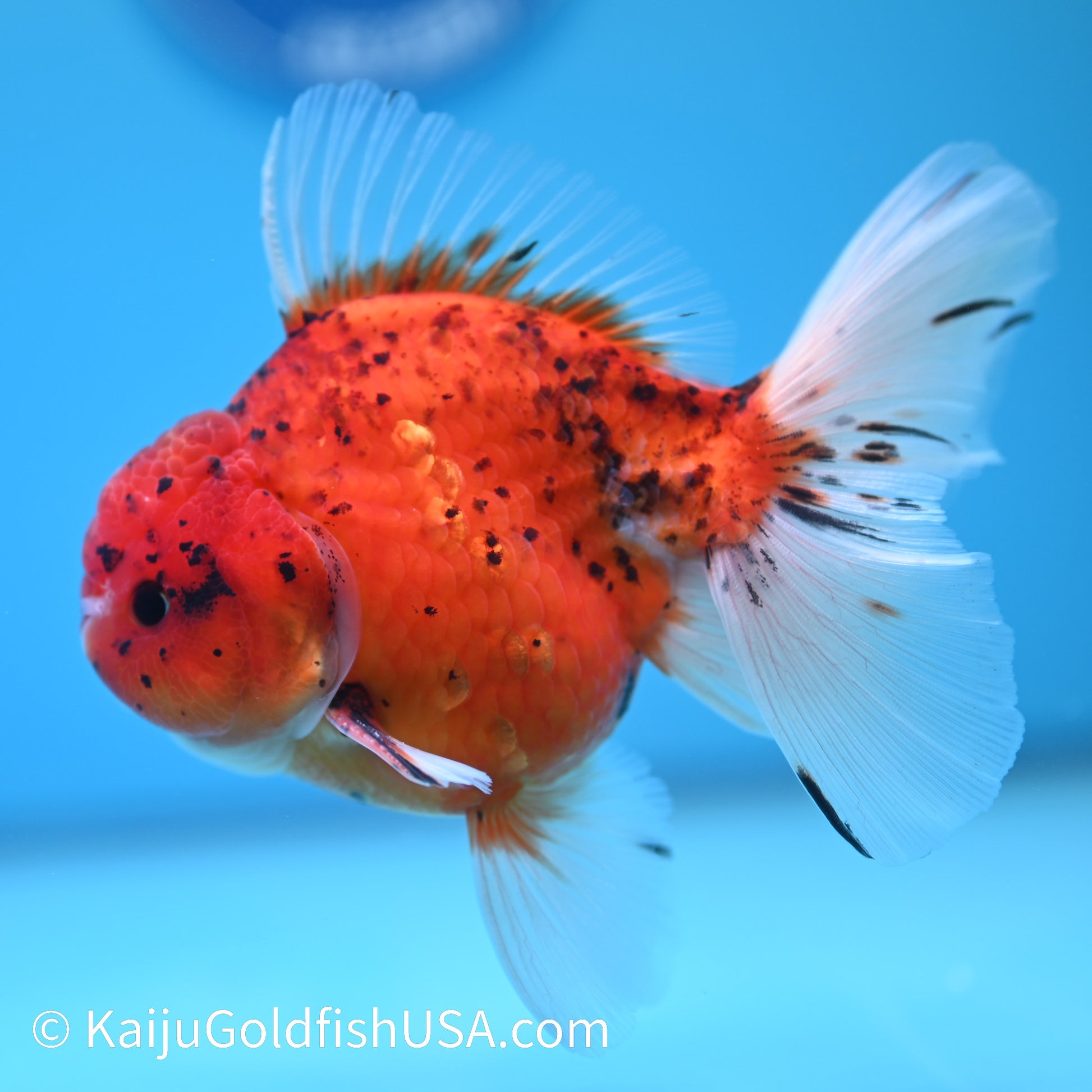 Red Tiger Rose Tail YuanBao Oranda 5-5.5 inches (240209_OR06) - Kaiju Goldfish USA