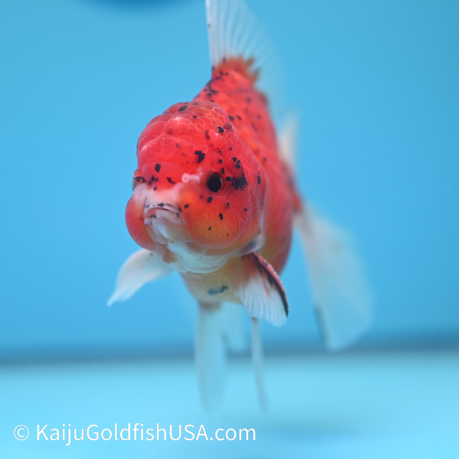 Red Tiger Rose Tail YuanBao Oranda 5-5.5 inches (240209_OR06) - Kaiju Goldfish USA