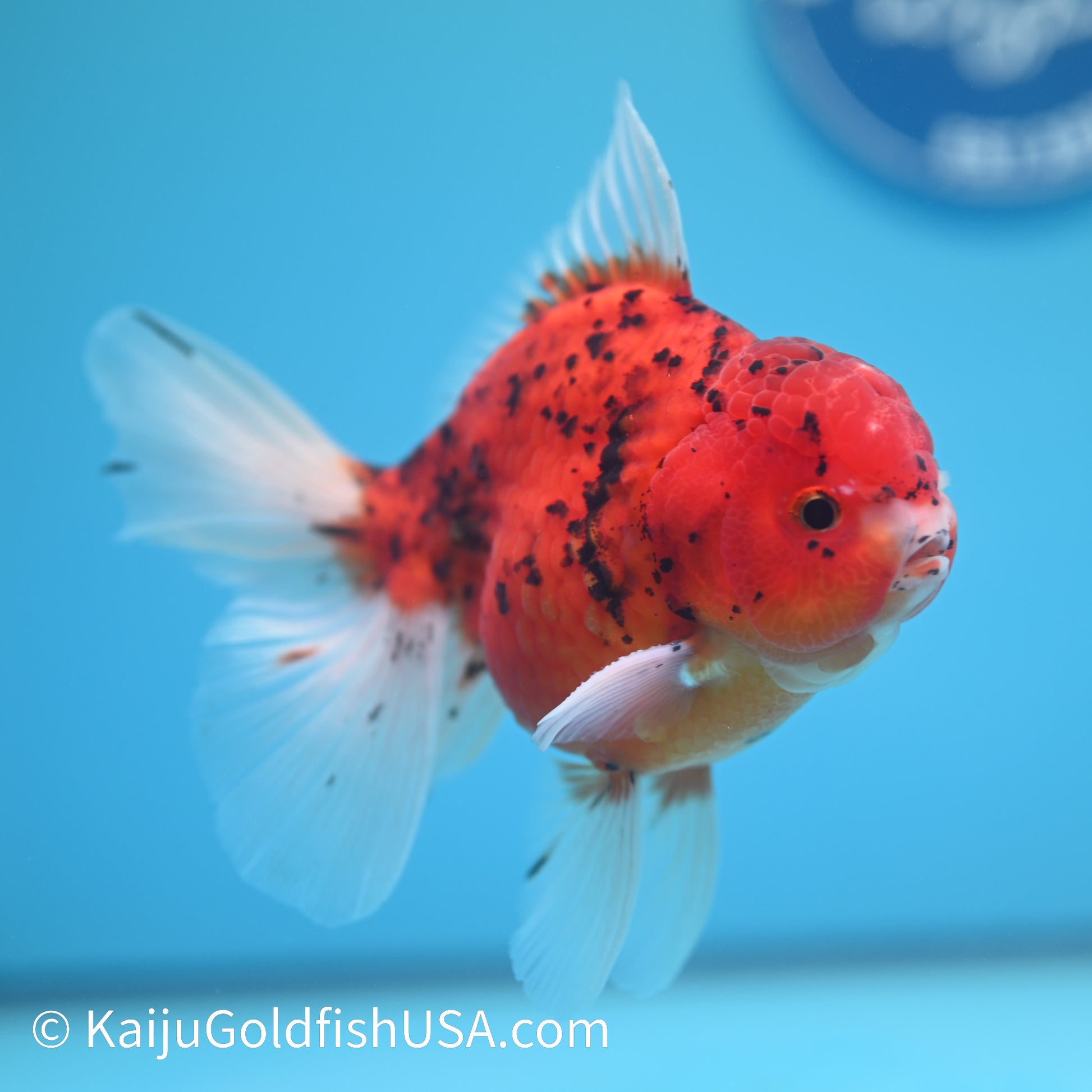 Red Tiger Rose Tail YuanBao Oranda 5-5.5 inches (240209_OR06) - Kaiju Goldfish USA