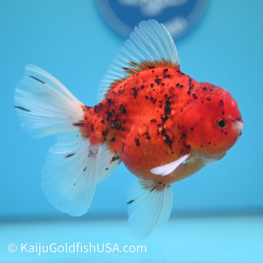 Red Tiger Rose Tail YuanBao Oranda 5-5.5 inches (240209_OR06) - Kaiju Goldfish USA