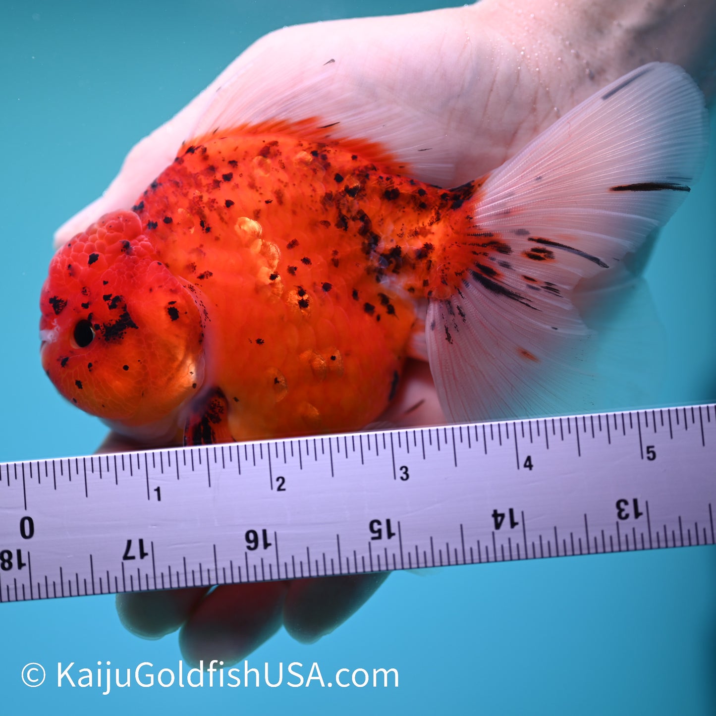 Red Tiger Rose Tail YuanBao Oranda 5-5.5 inches (240209_OR06) - Kaiju Goldfish USA